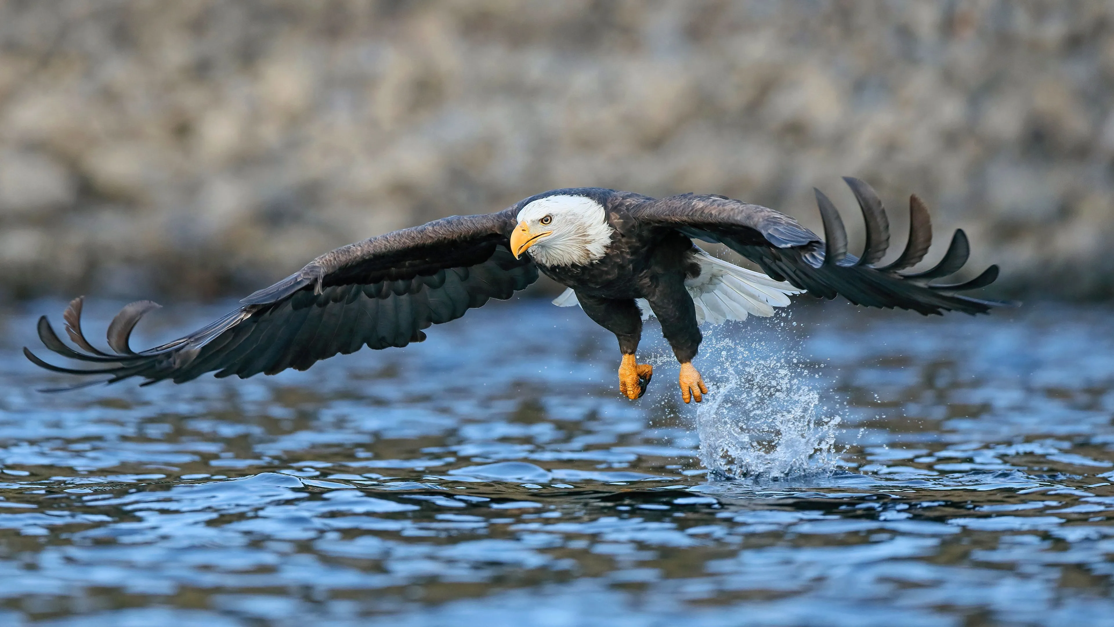 Desktop wallpaper: Bald Eagle, Animal, Birds 4K free download for PC. 487181
