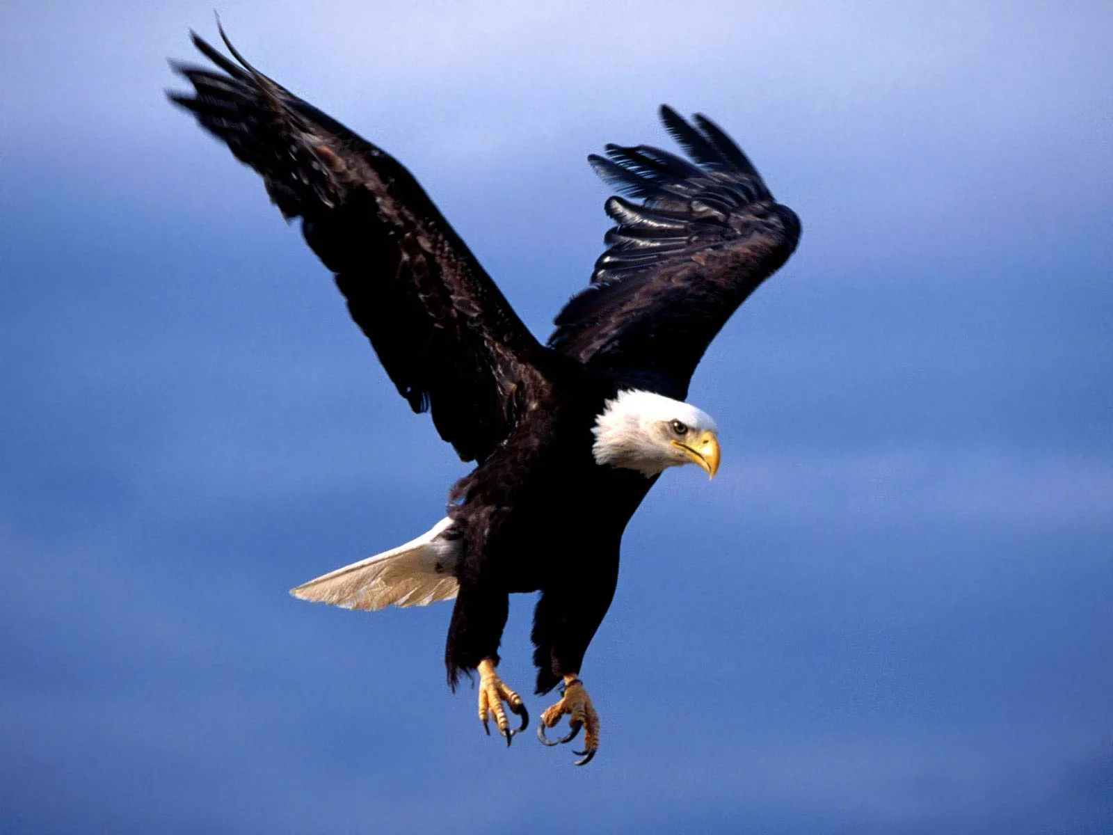 Bald Eagle Desktop Wallpaper 19754