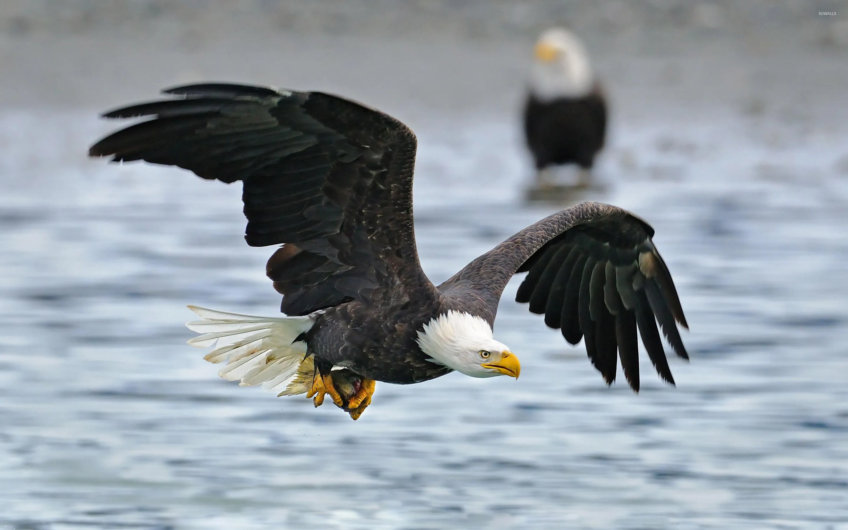 Bald Eagle flying above the water wallpaper wallpaper