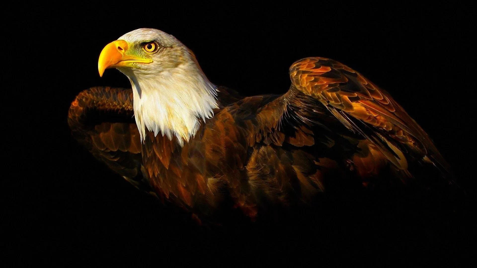 eagle birds animals black background Wallpaper HD / Desktop and Mobile Background