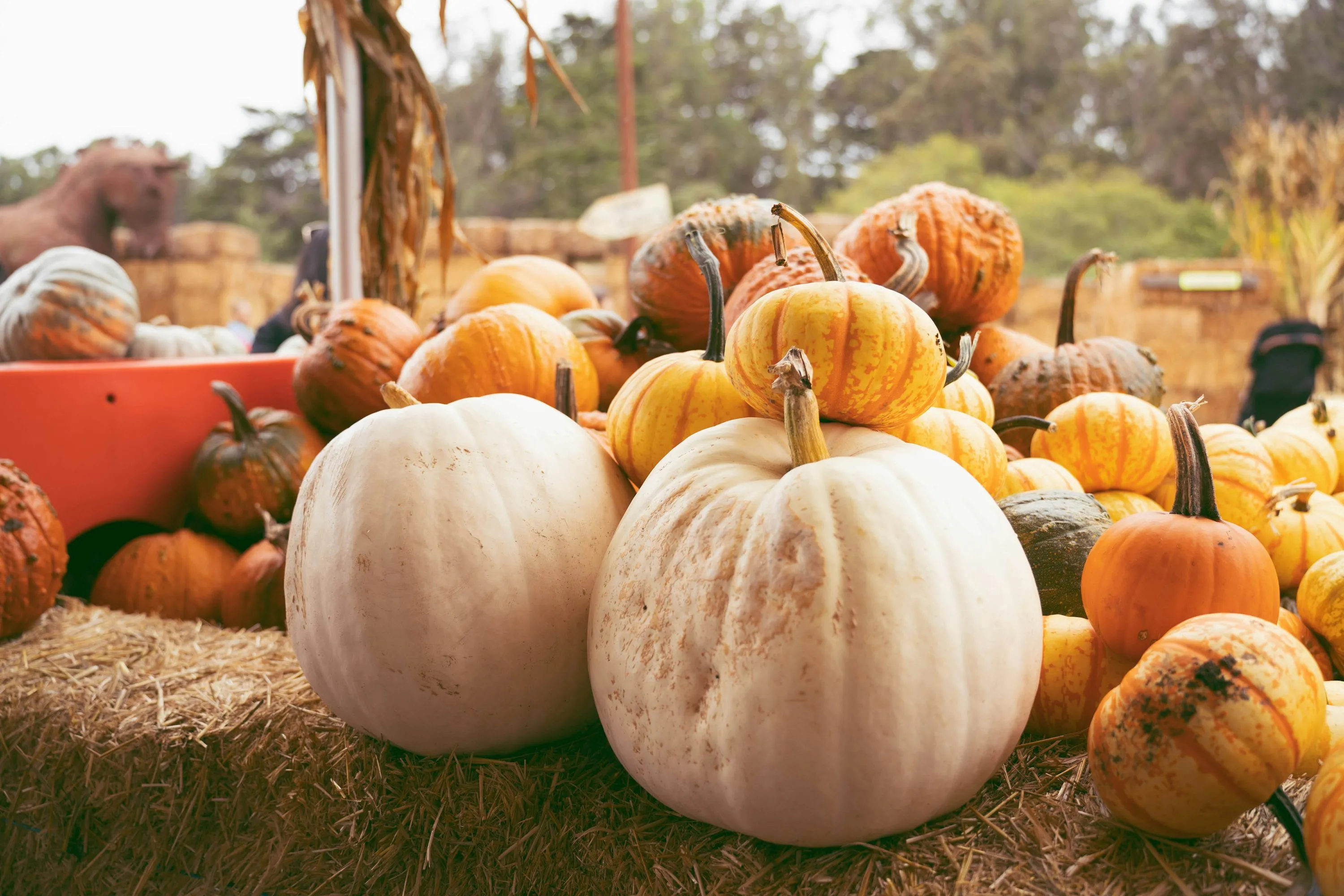 A pile of pumpkins sitting on top of hay photo