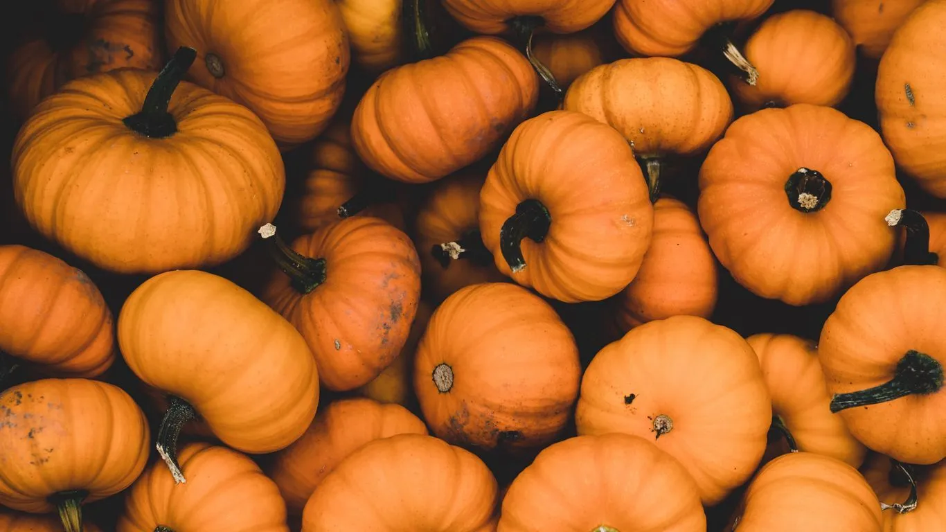 Download wallpaper 1366x768 pumpkin, ripe, orange, harvest, autumn tablet, laptop HD background