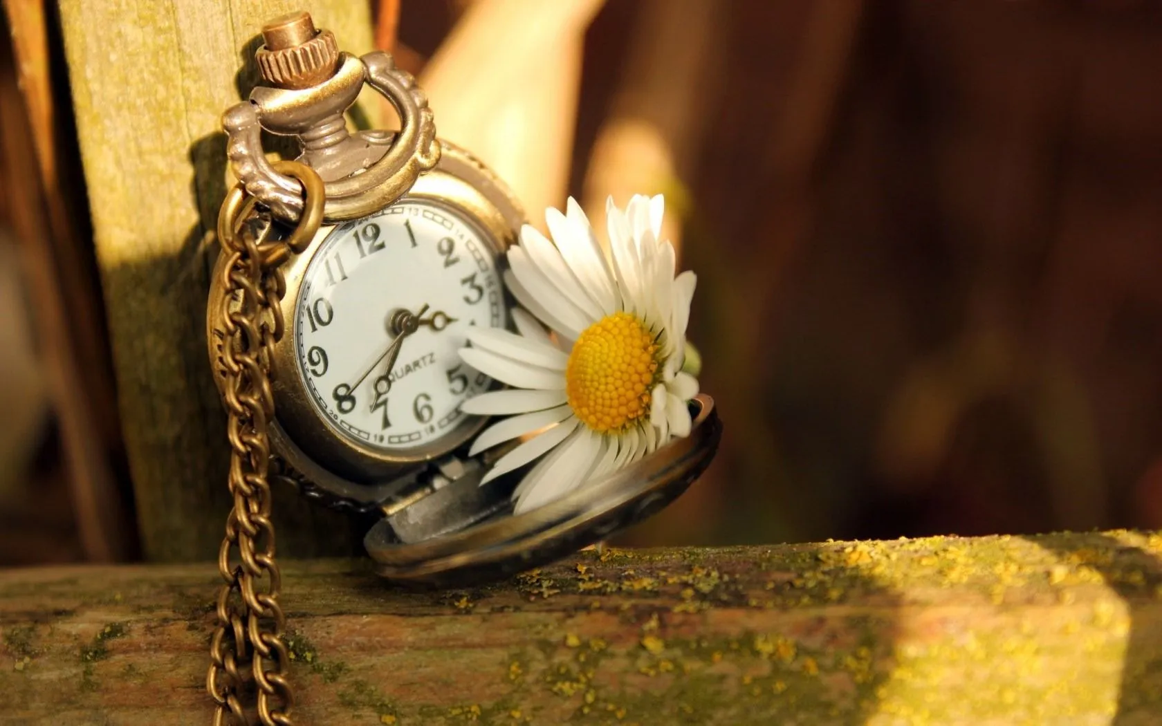 Clock Time Daisy Flower Plants Desktop Wallpaper