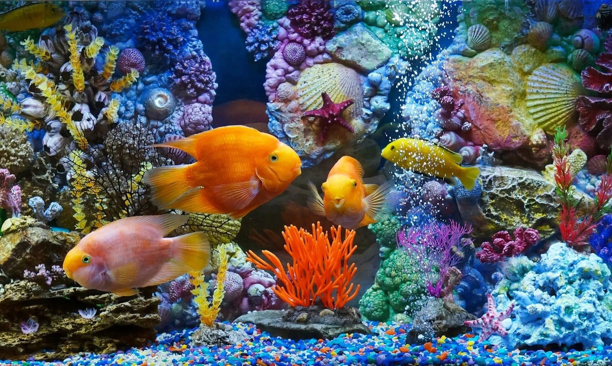 Colorful Aquarium HD Wallpaperx1200