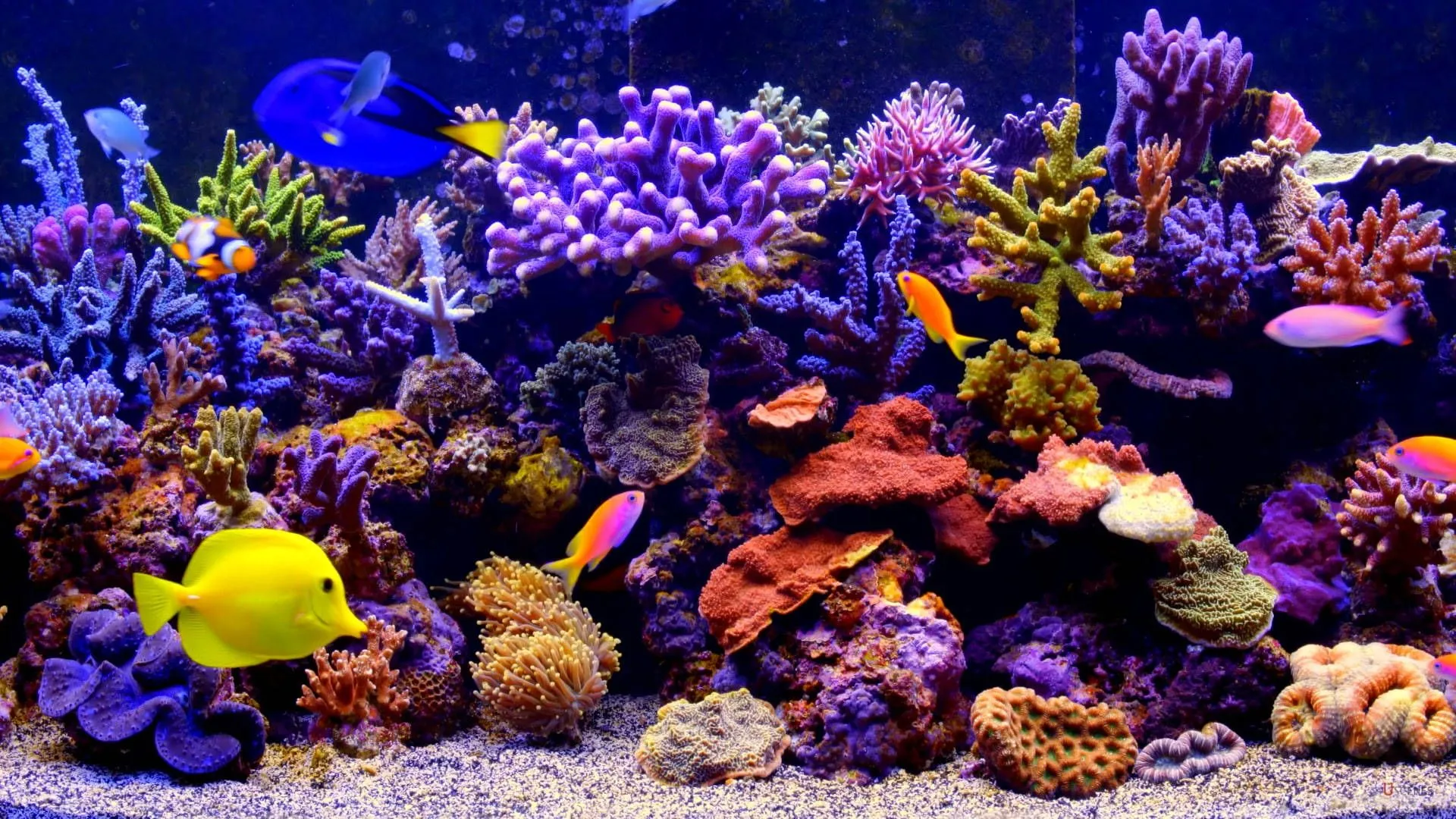Aquarium Background