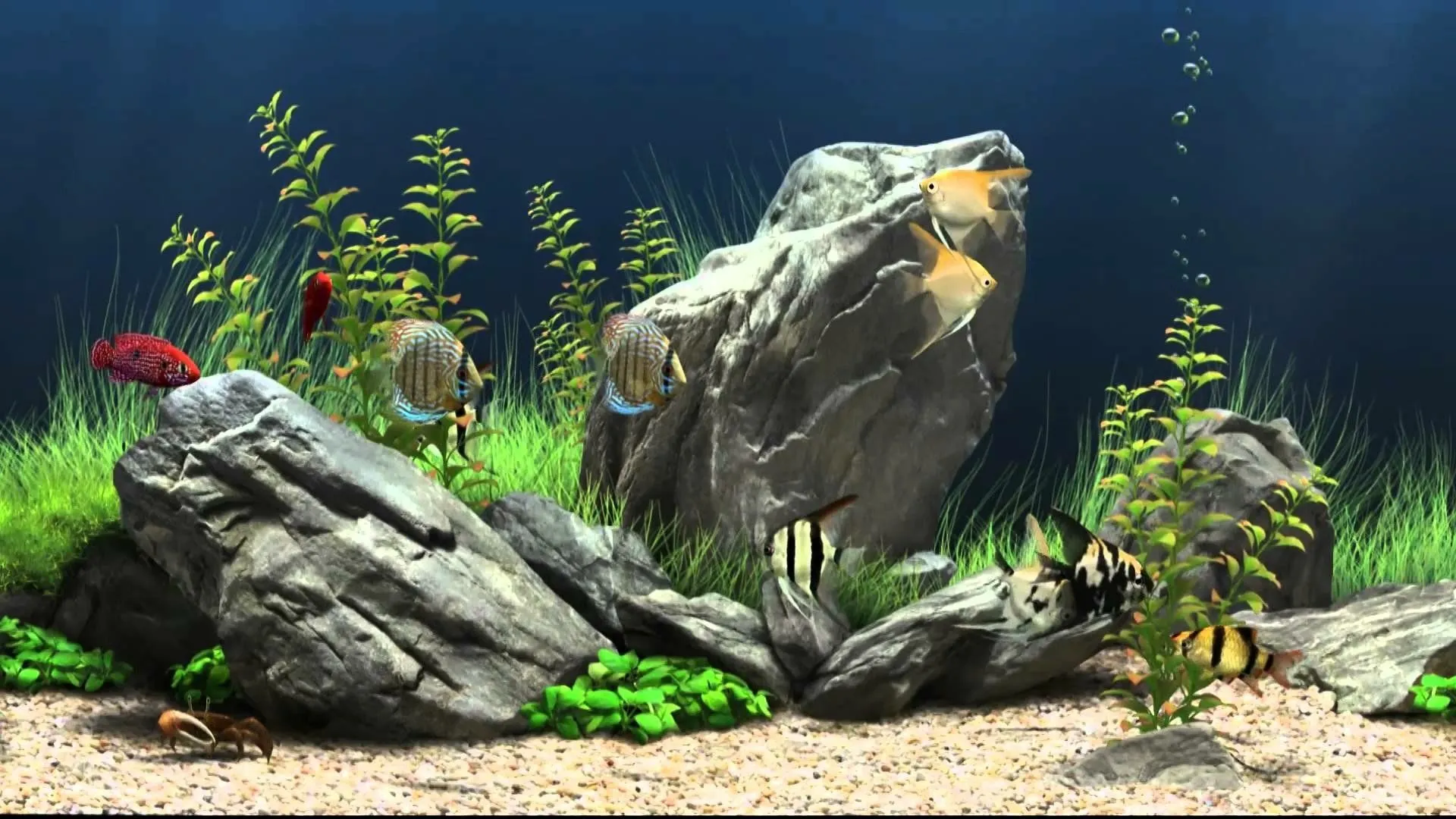 Vibrant Underwater World: HD Aquarium Fish Wallpaperx1080