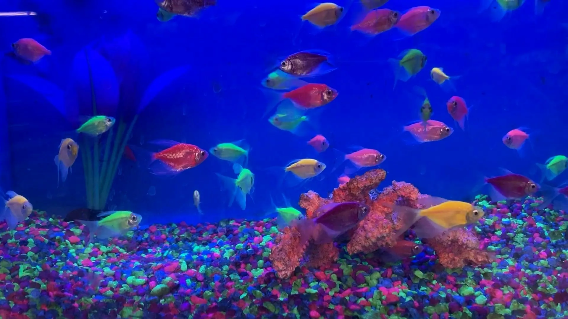 Fish In Aquarium Free Stock Video Footage, Royalty Free 4K & HD Video Clip