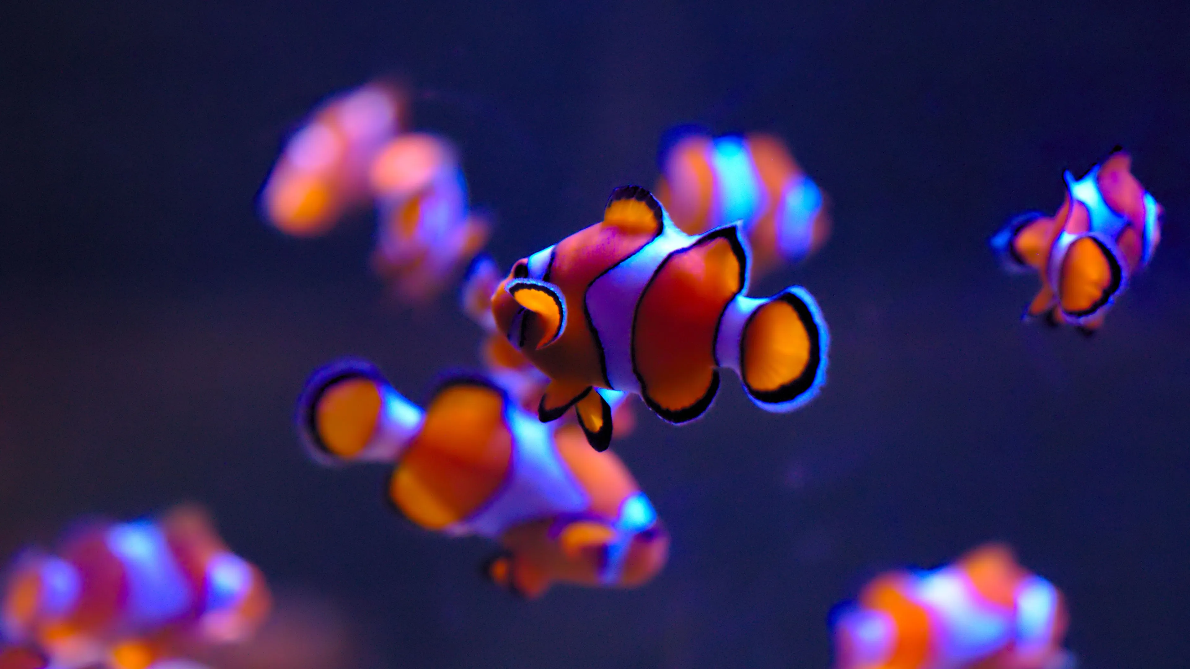 Clownfish Wallpaper 4K, Aquarium, Underwater