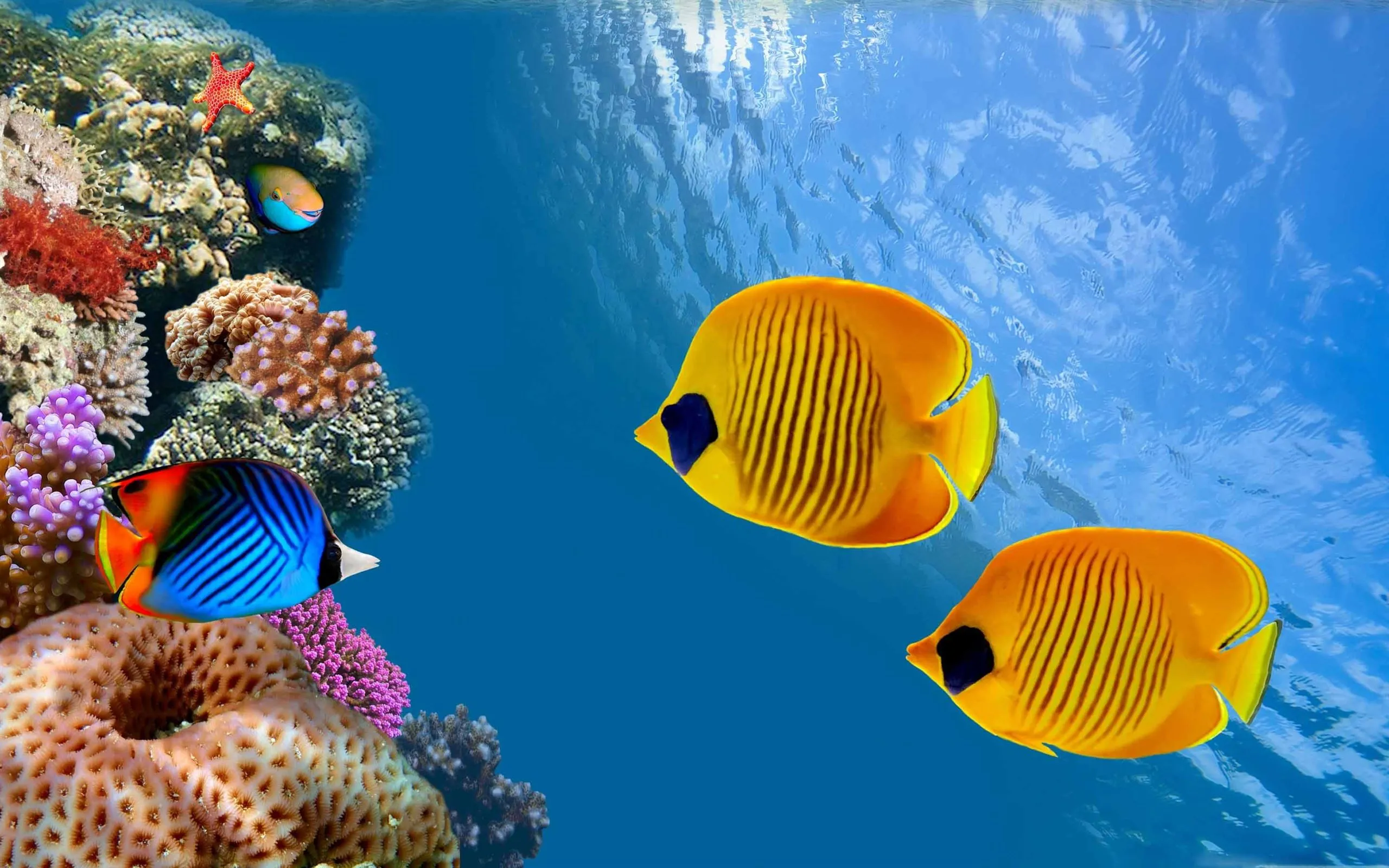 Desktop Aquarium MacBook Air Wallpaper Download