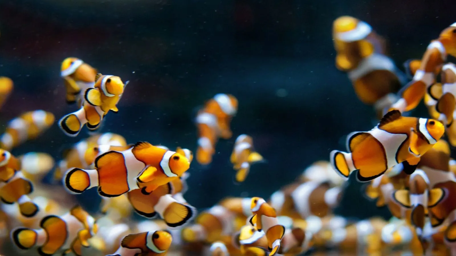 Aquarium fish Desktop wallpaper 1600x900