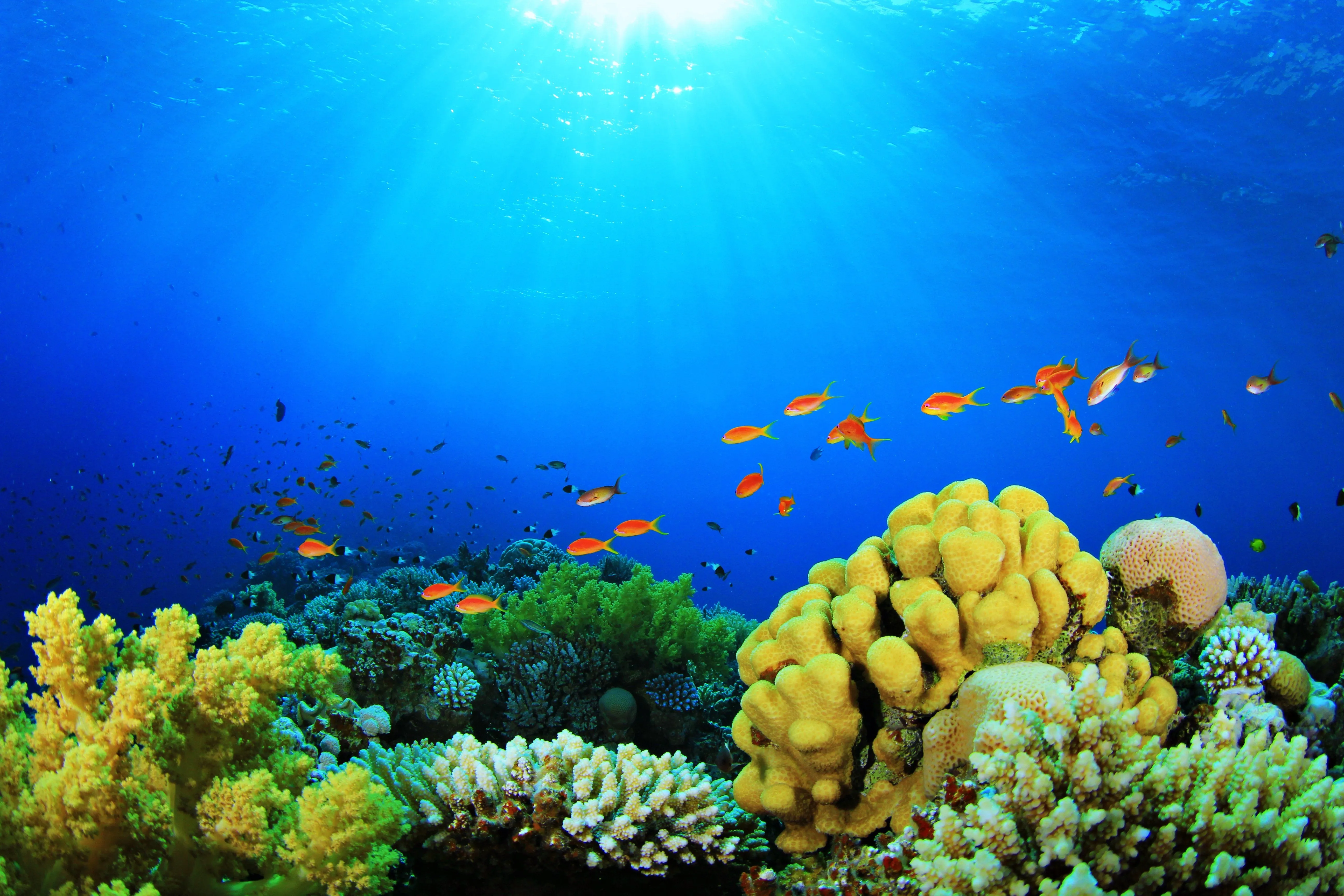 sea, Fish, Depths, Aquarium, Nature, Colors, Plants, Coral, Algae, Sun Wallpaper HD / Desktop and Mobile Background