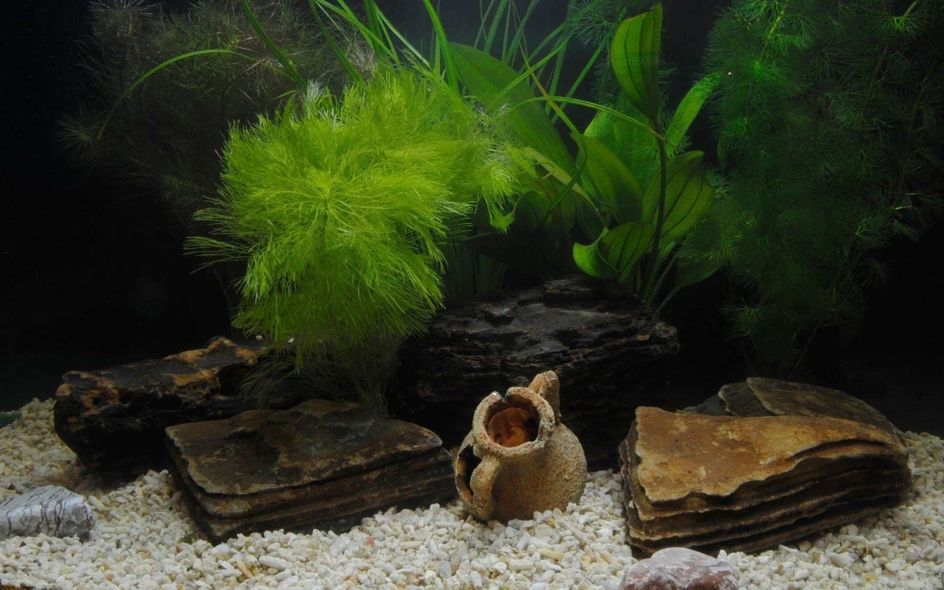 aquarium Wallpaper HD / Desktop and Mobile Background