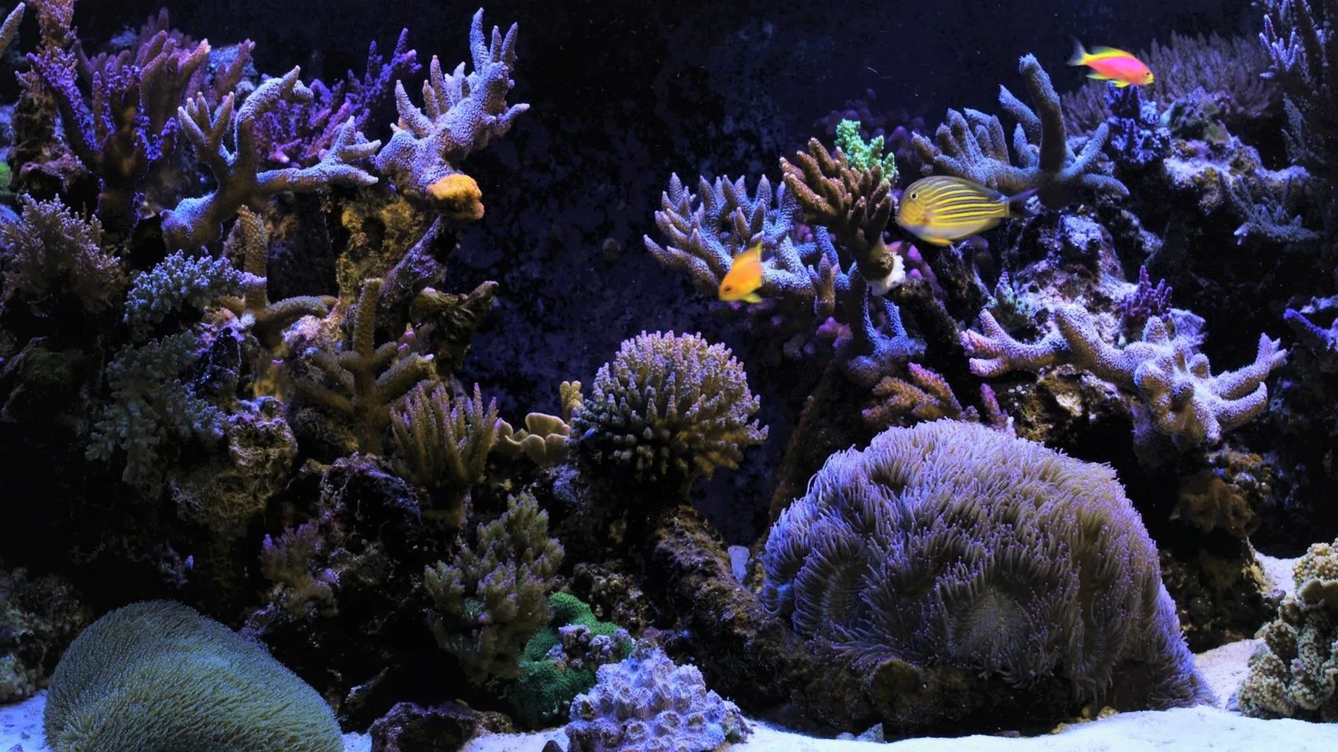 Tropical Reef Glow: Vibrant Purple Coral & Colorful Aquarium Fish HD Wallpaperx1080