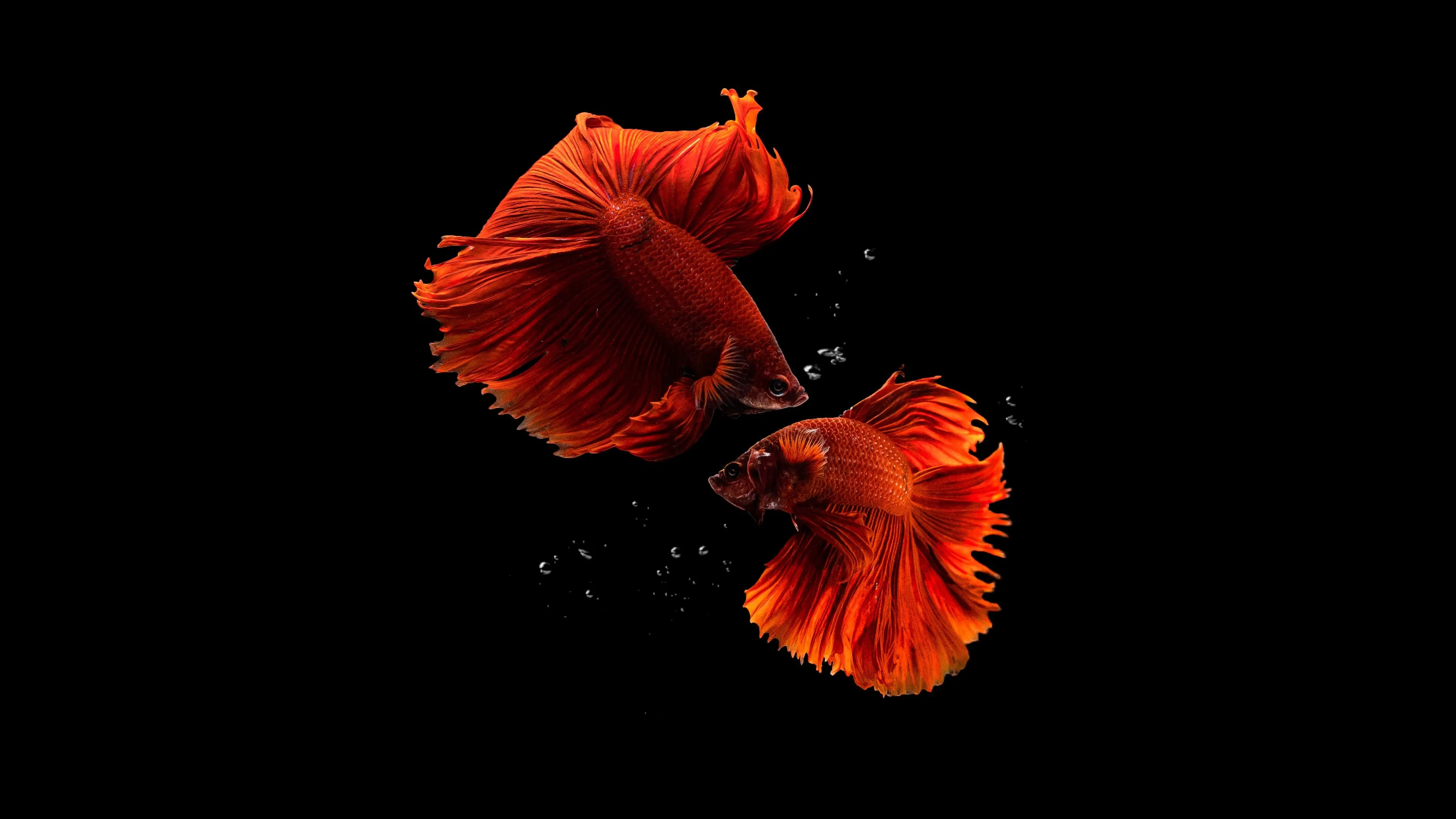 Fishes Wallpaper 4K, Aquarium, Black background