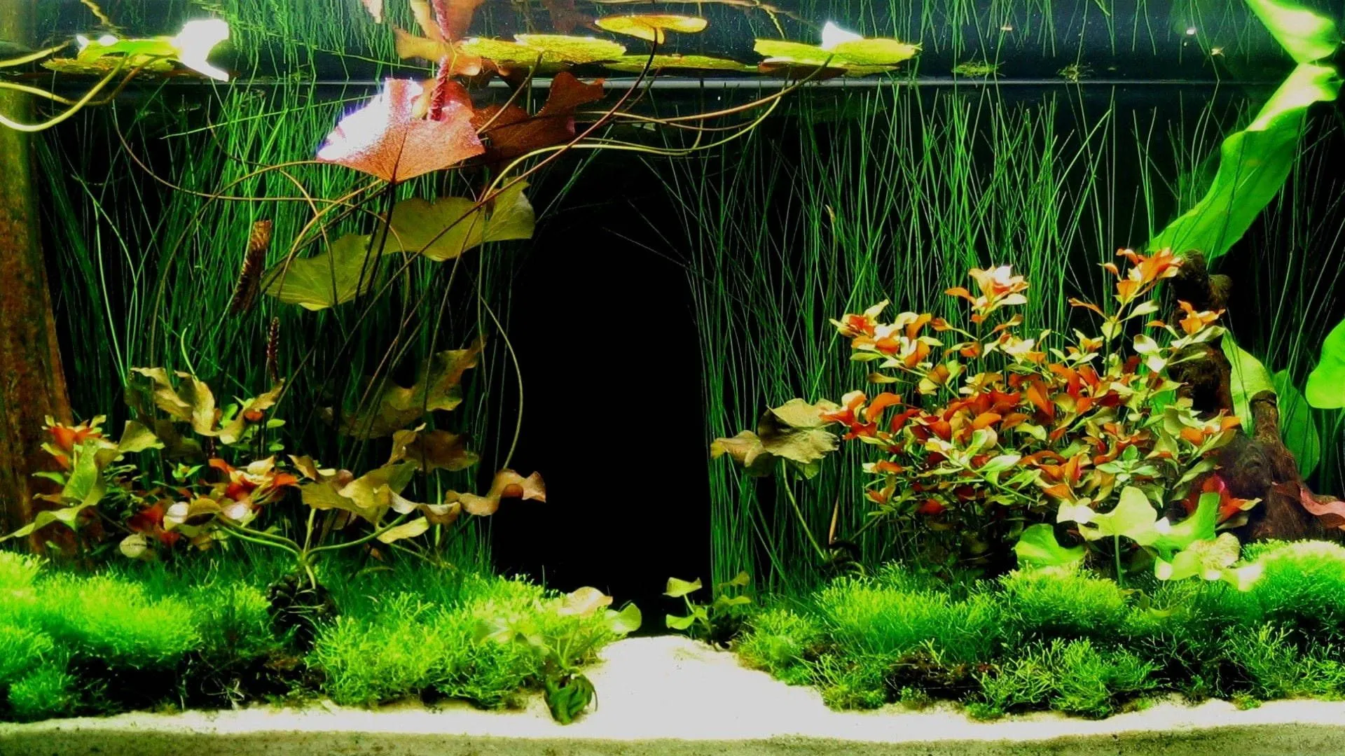 Download Green Aquarium Plants Wallpaper