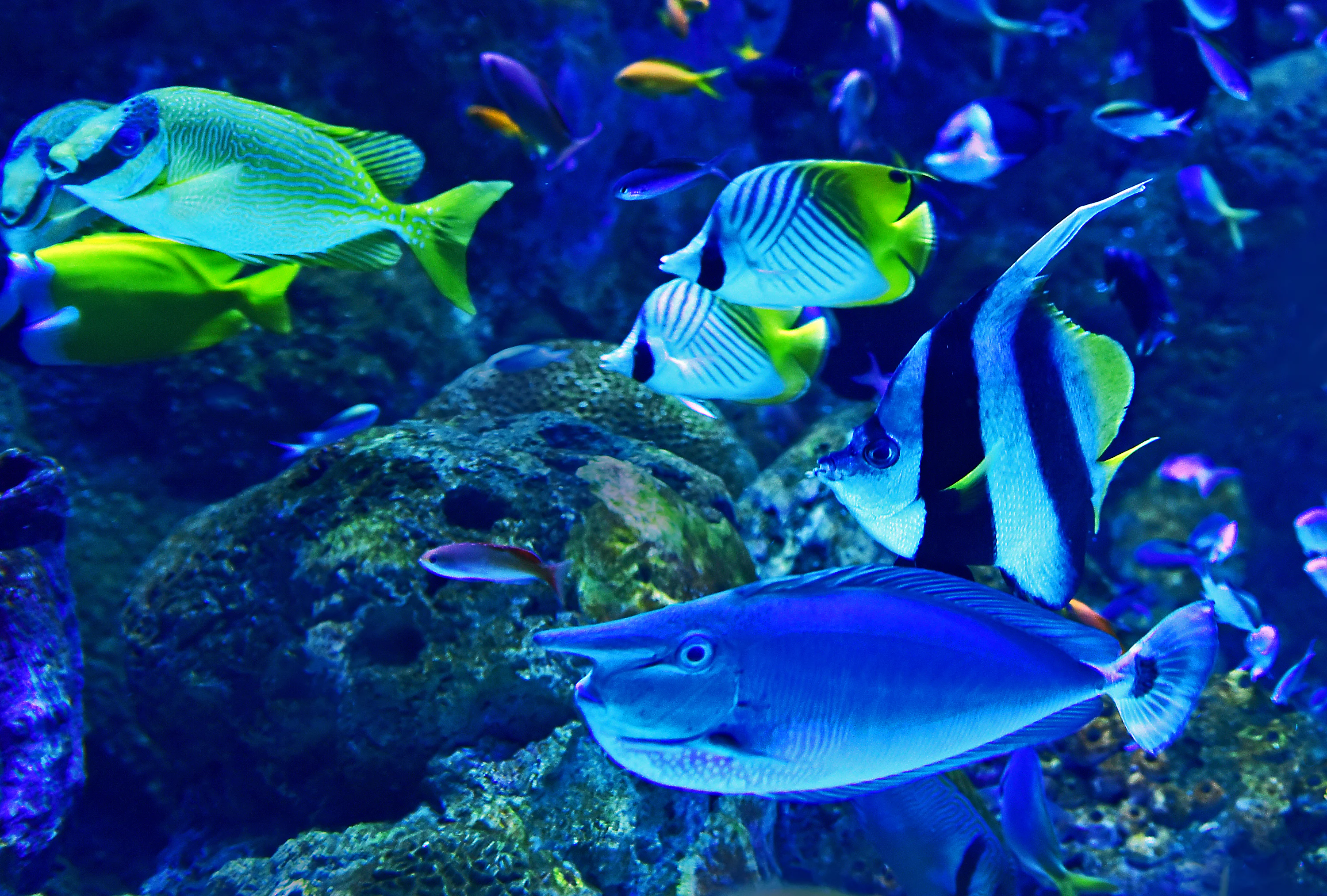Fish Aquarium Picture. Download Free Image