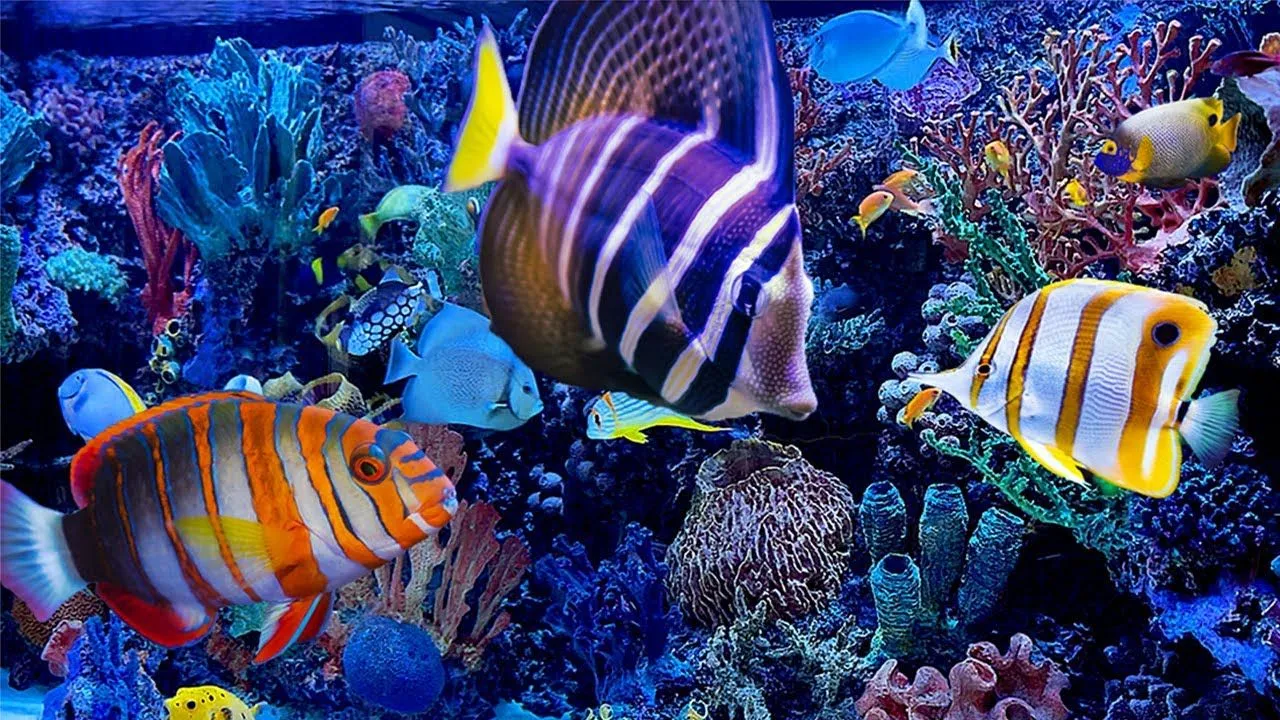 Relaxing Saltwater Aquarium Background