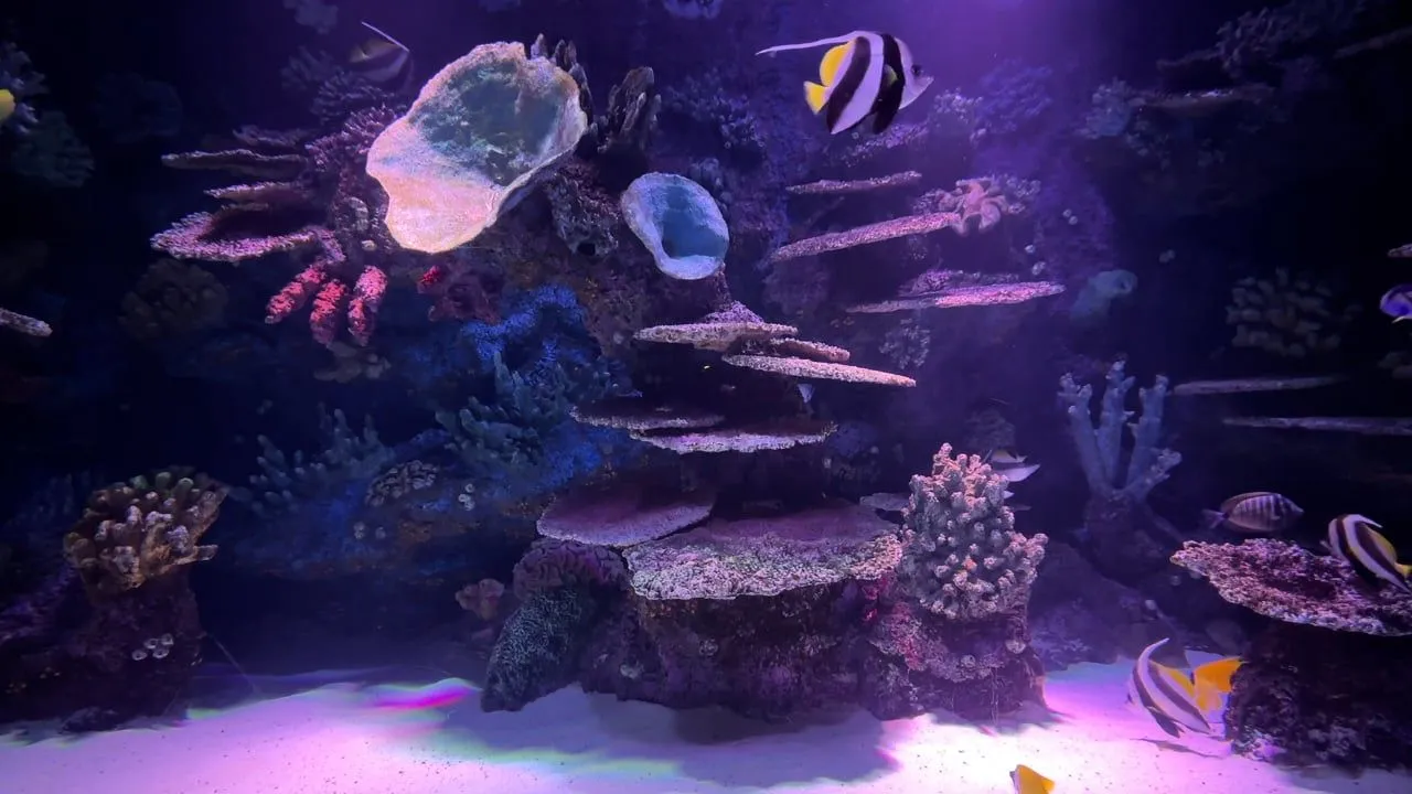 Fish, Aquarium, Underwater