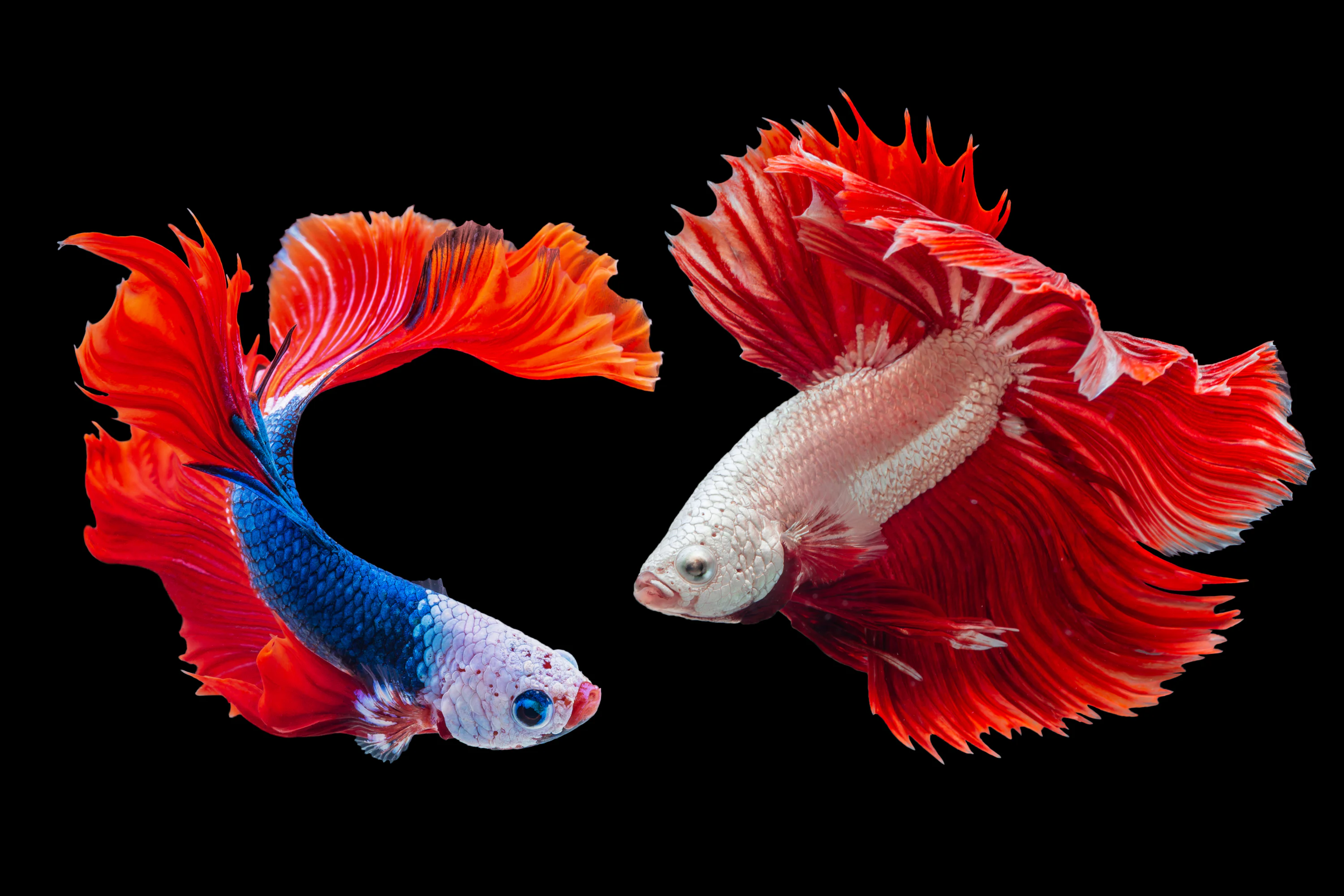 Fish Wallpaper: Free HD Download [4K]