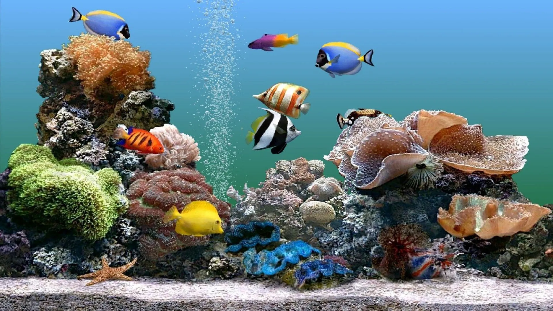 A flock of fish on a coral reef