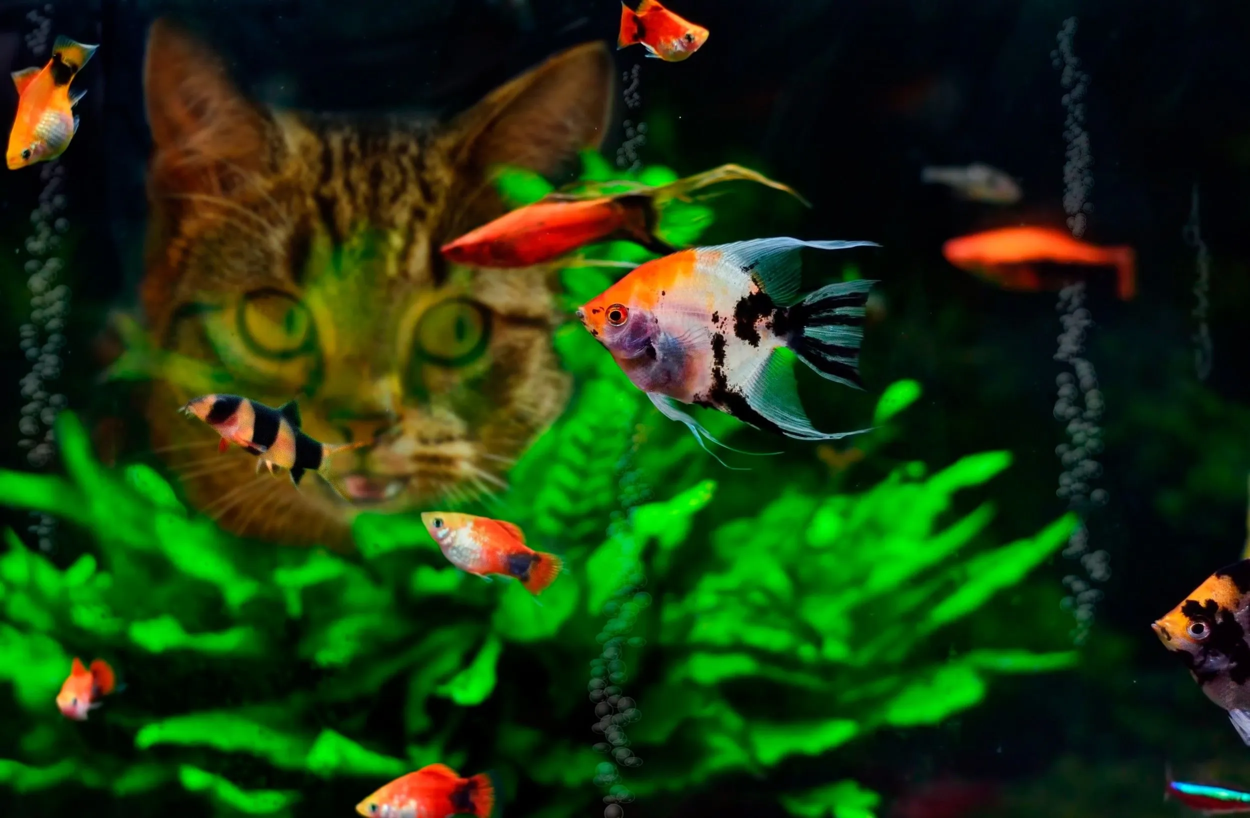 Desktop wallpaper: Aquarium, Algae, Fishes, Animal, Fish, Cat 4K free download for PC. 345336