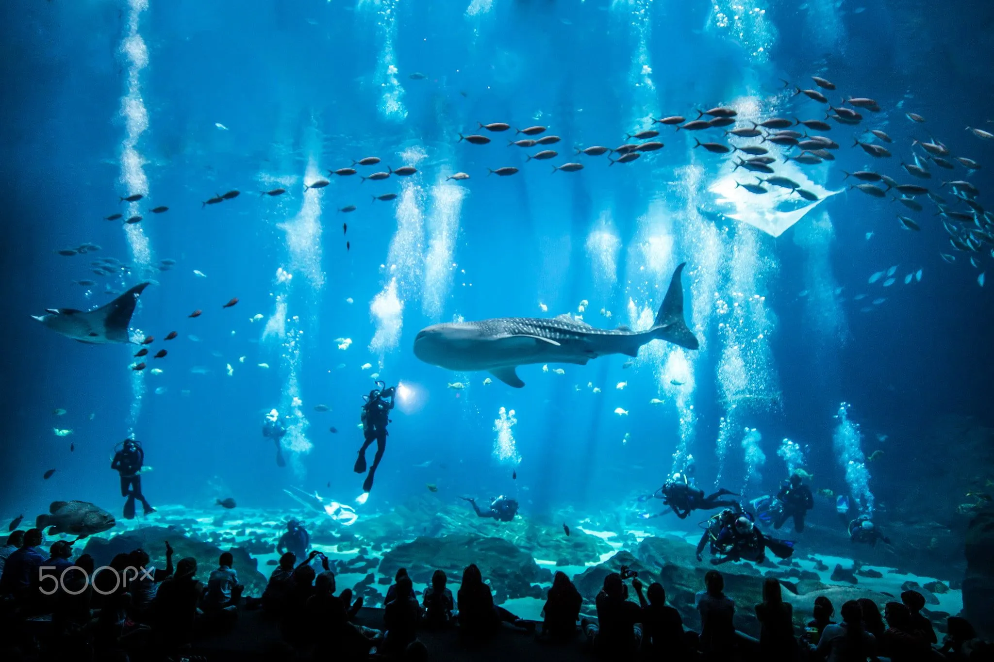Gray whale shark, aquarium, fish, animals, 500px HD wallpaper