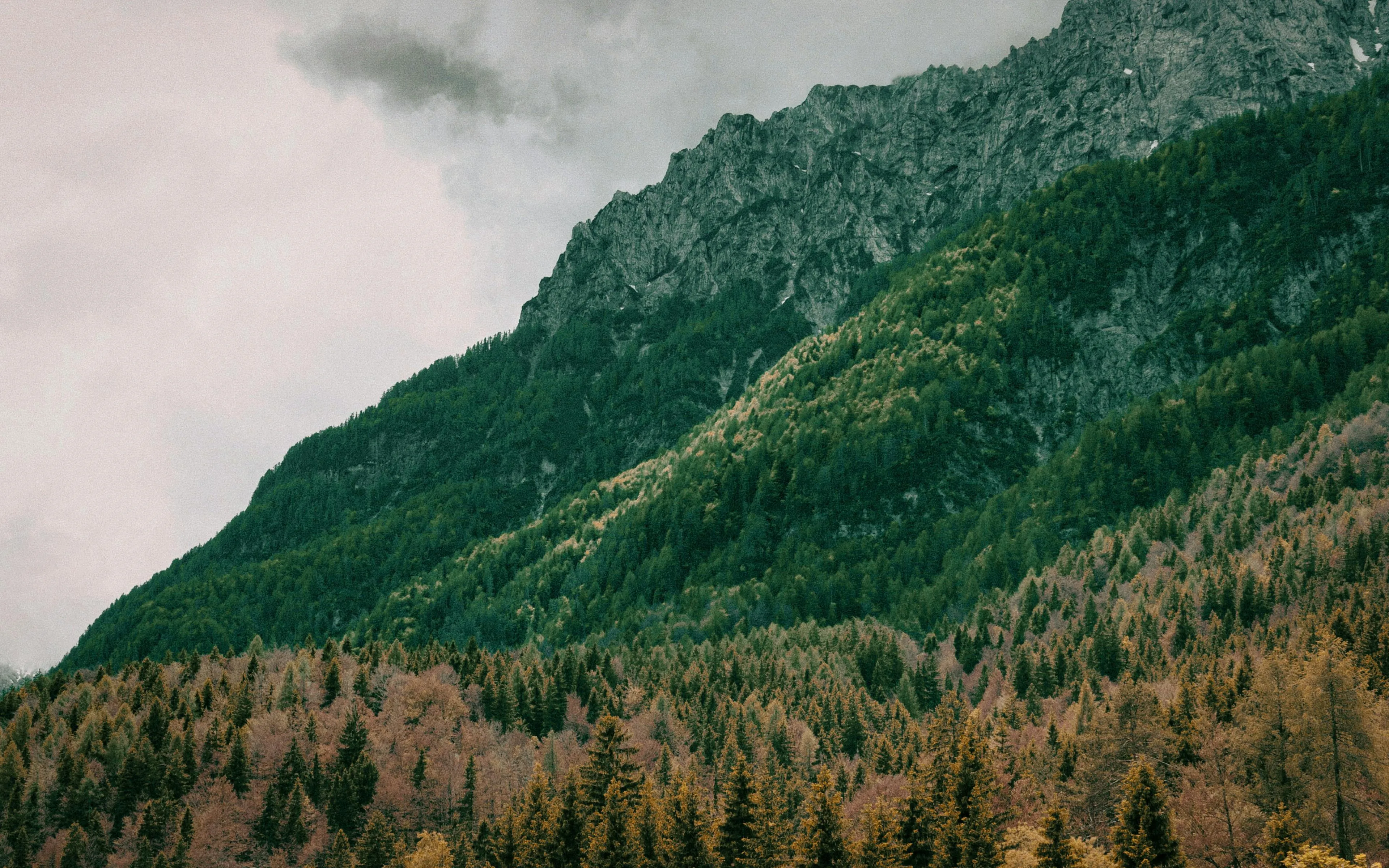 4k Forest Photo, Download The BEST Free 4k Forest & HD Image
