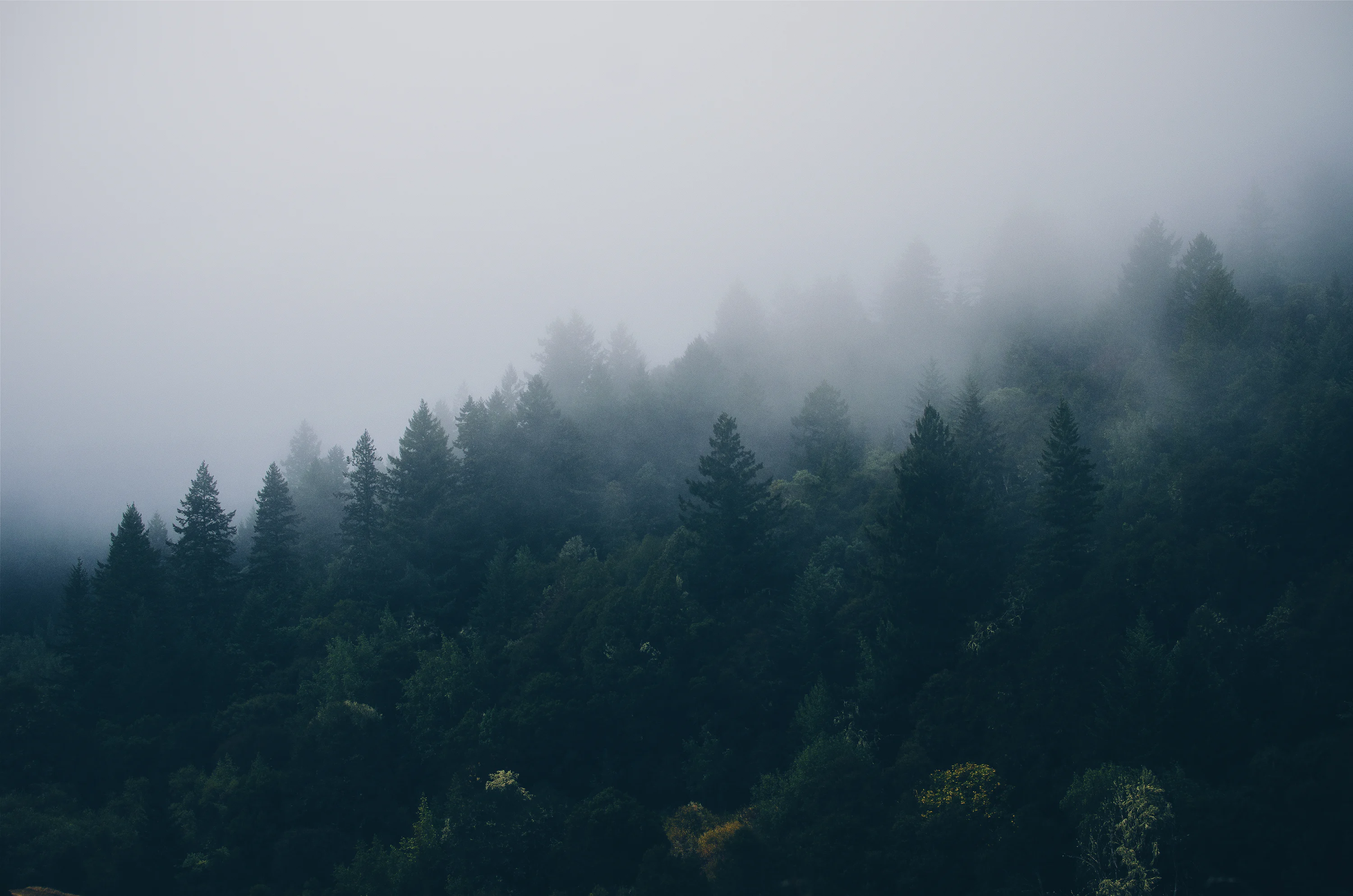 Foggy Forest Picture [Stunning!]. Download Free Image