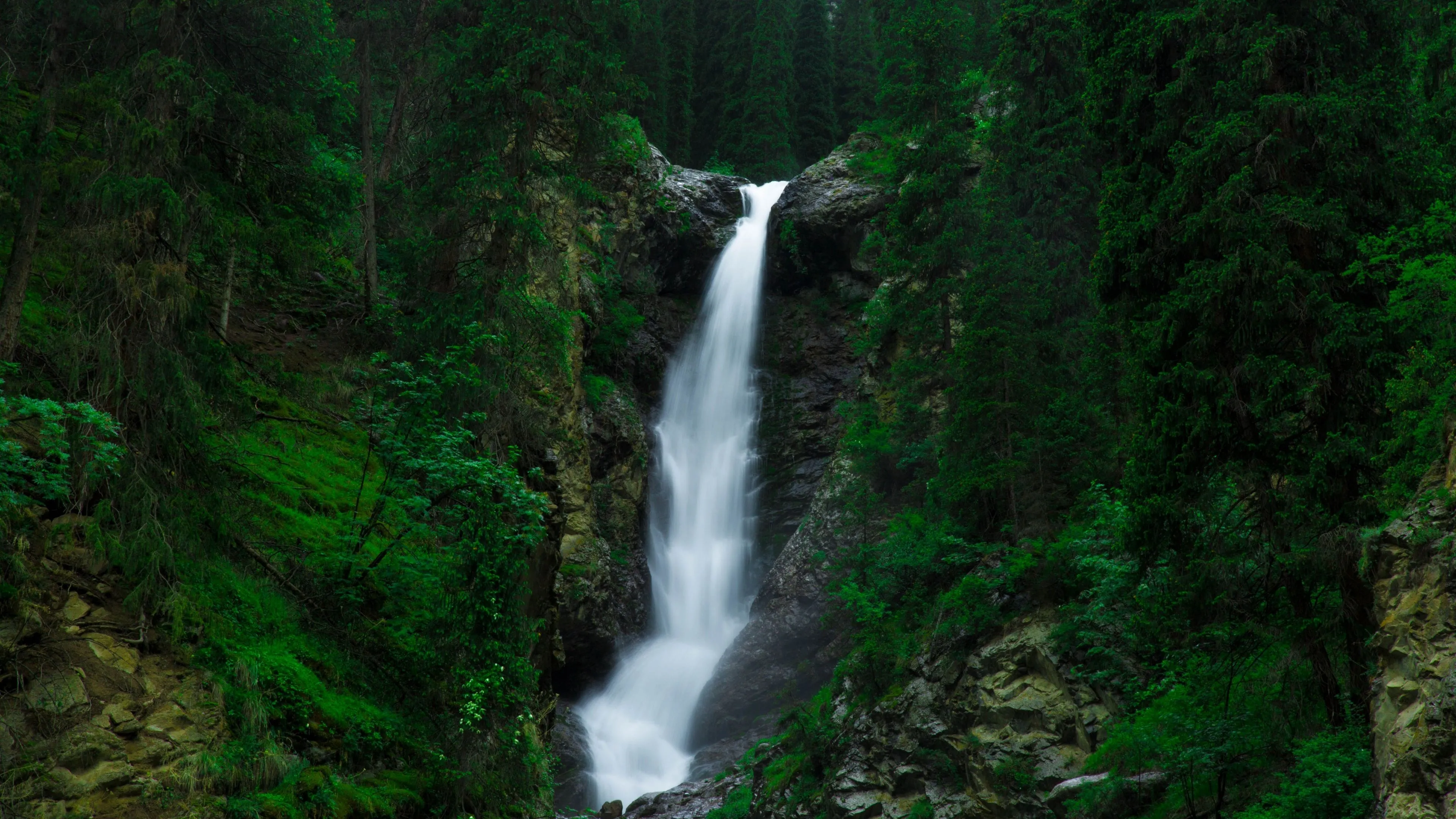 Green Forest Wallpaper