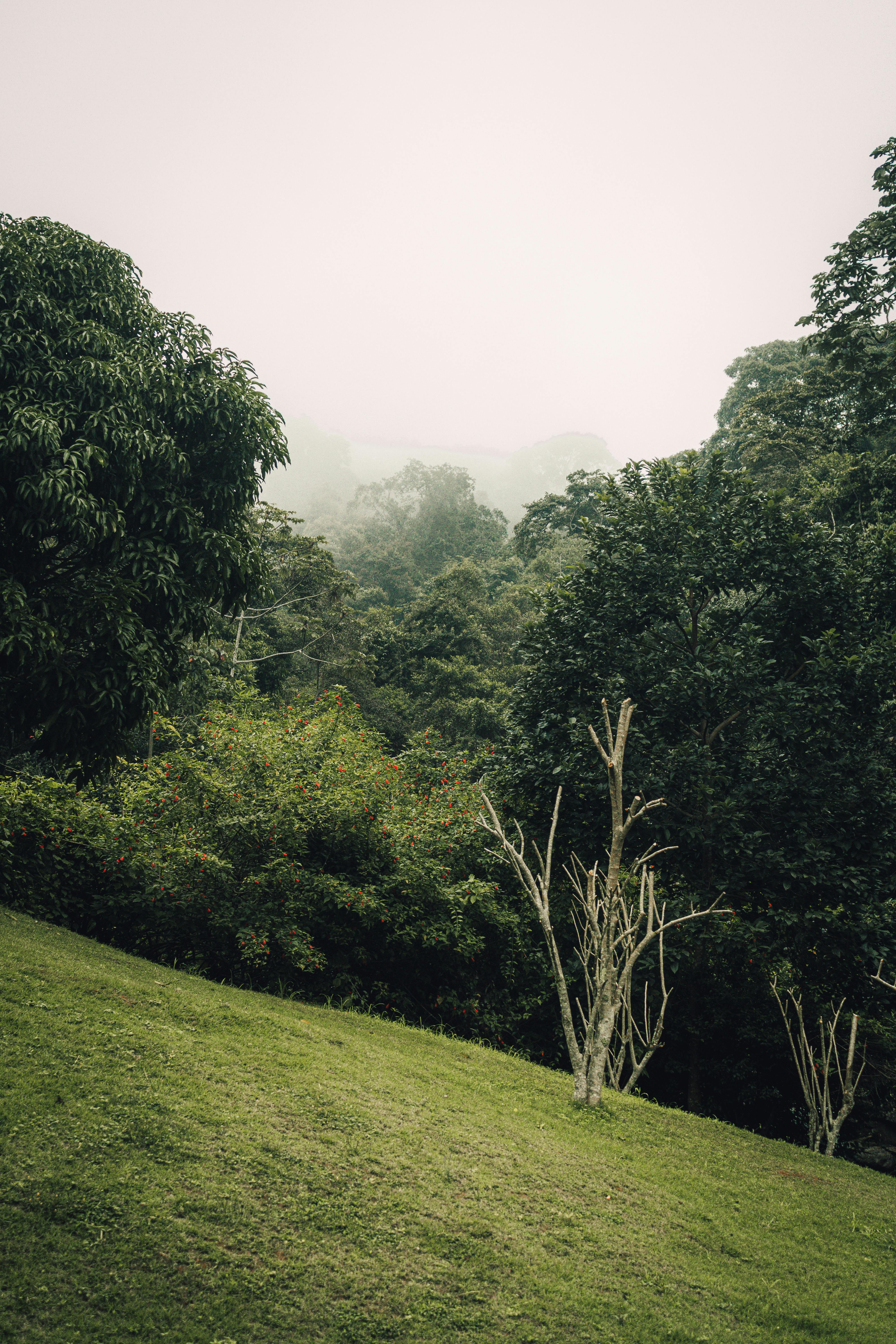 Green Nature Photo, Download The BEST Free Green Nature & HD Image