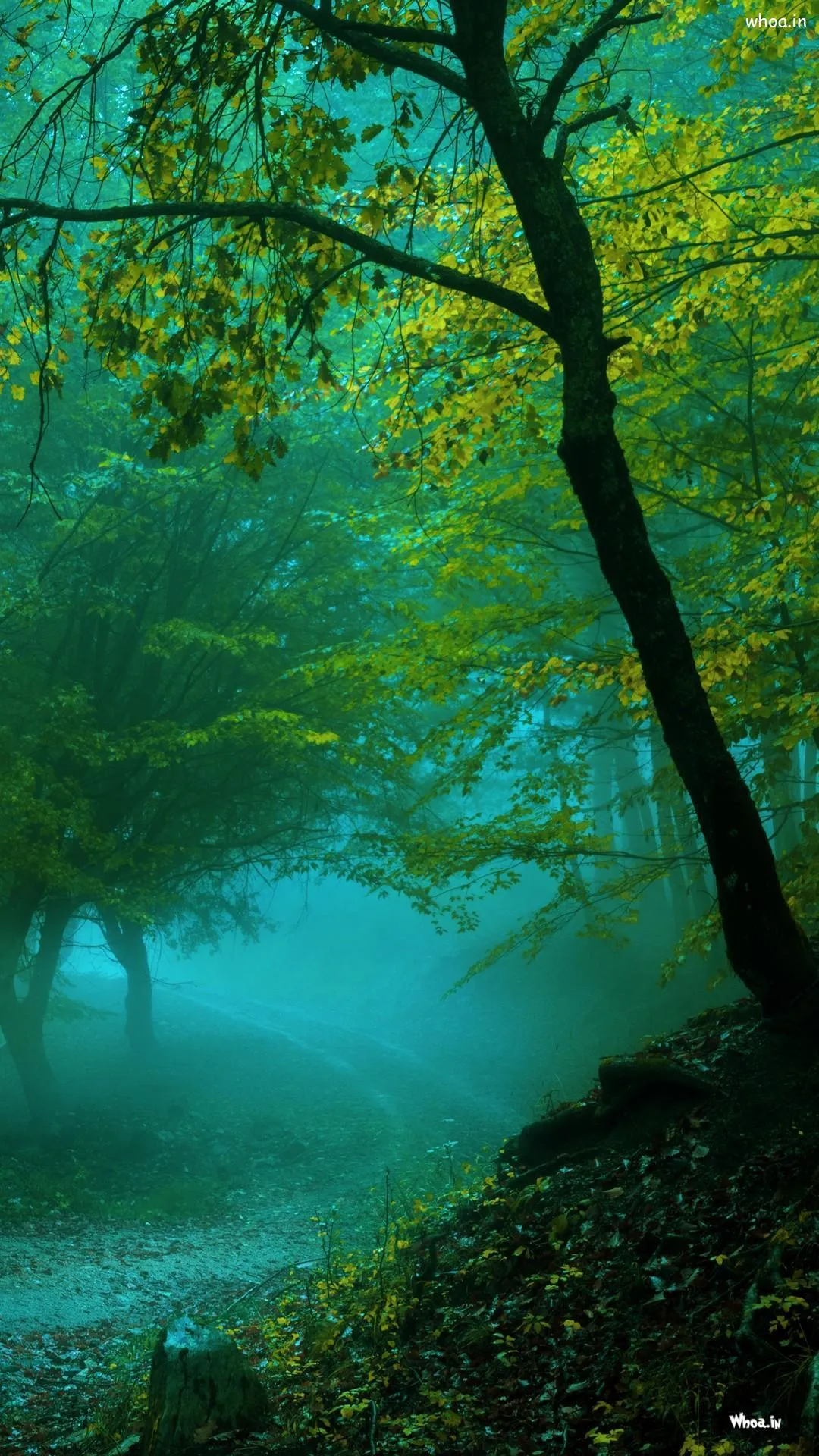 Natural Landscape Mobile Wallpaper & HD Image Wallpaper For Mobiles Mobile Wallpaper Wallpaper