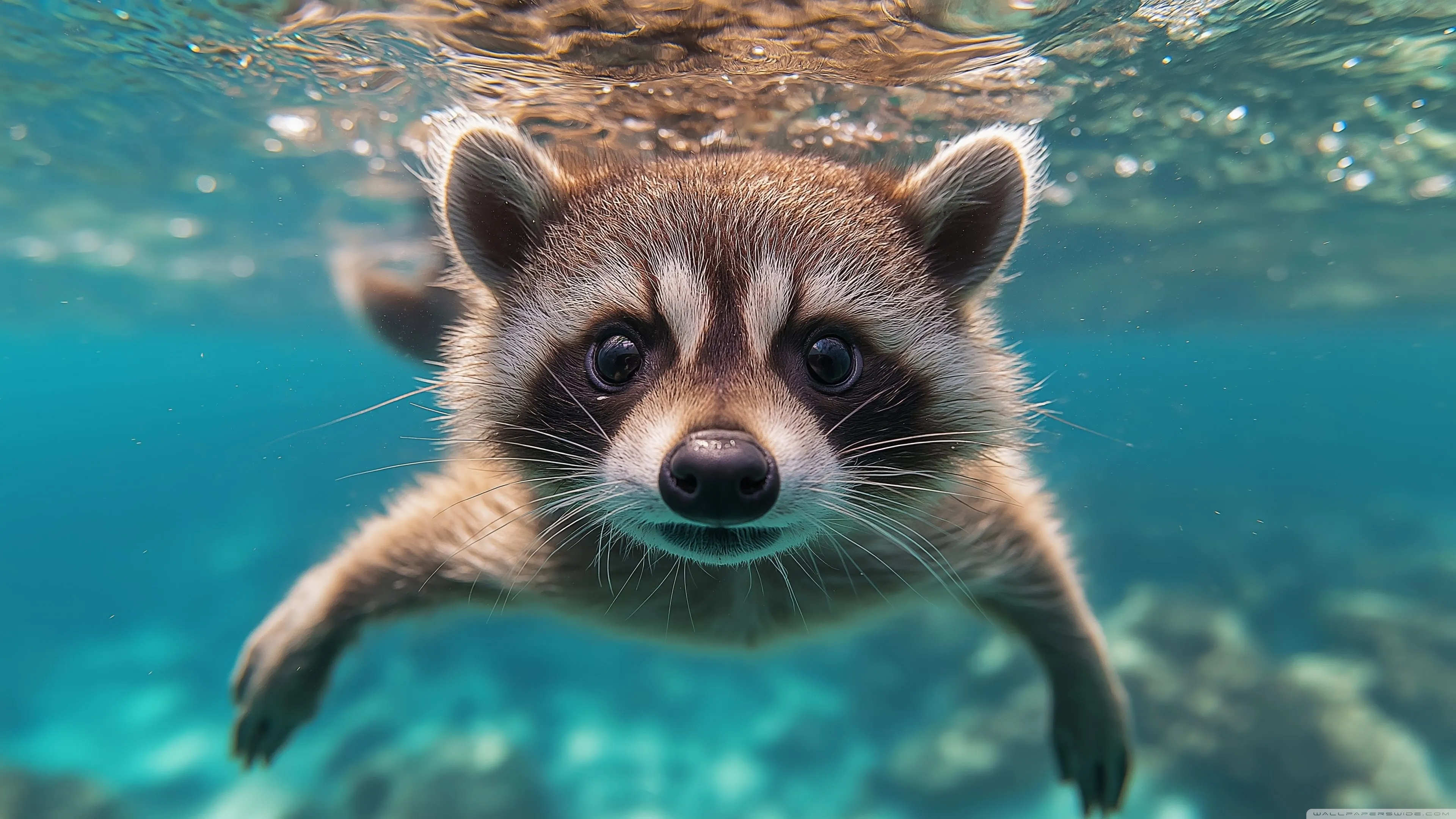 Raccoon Swimming 4K UHD Wallpaper for UltraHD Desktop and TV, Widescreen and UltraWide Display, Smartphone and Tablet Devices