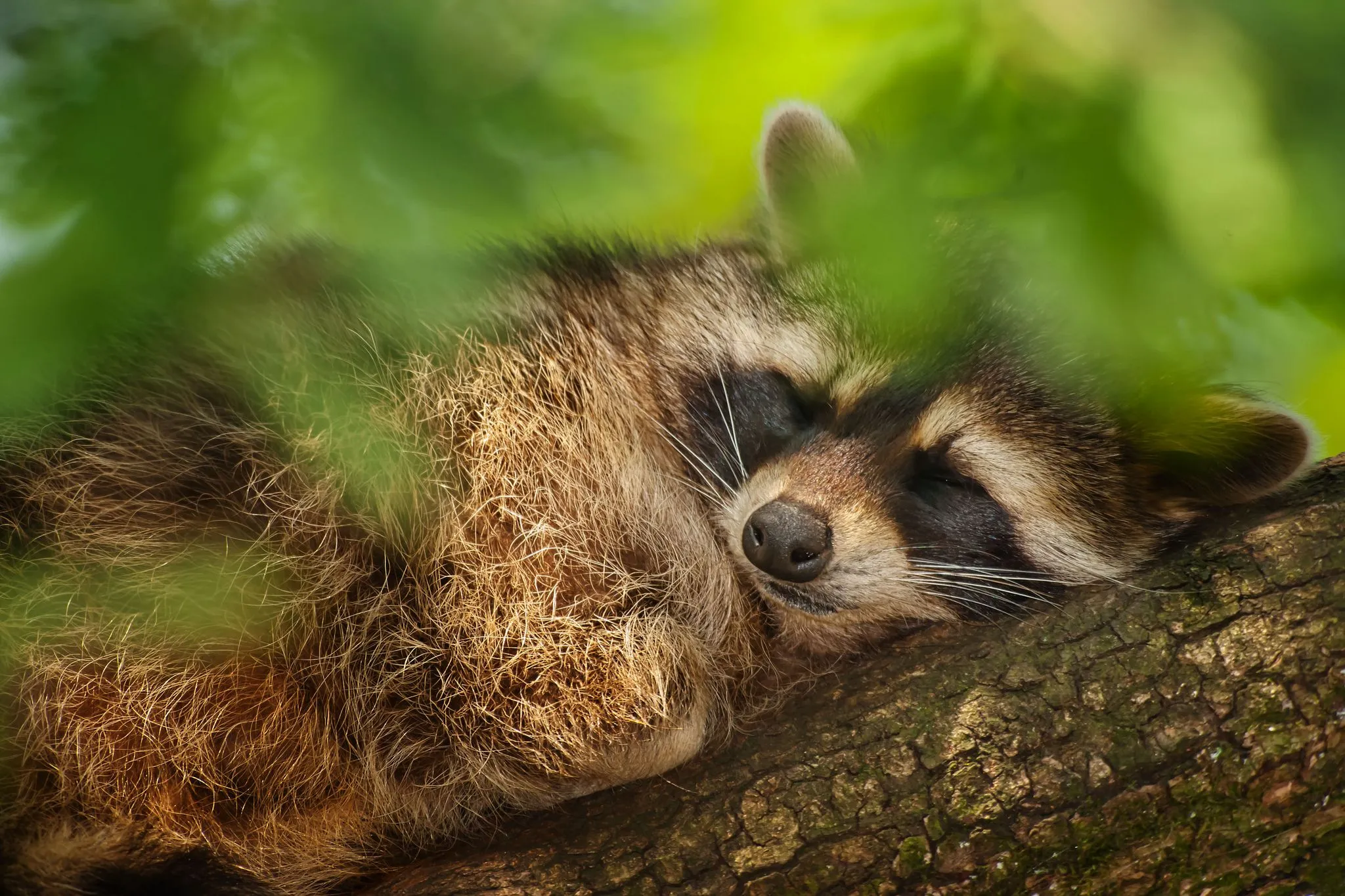 Raccoon Wallpaper and Background: Free HD Download
