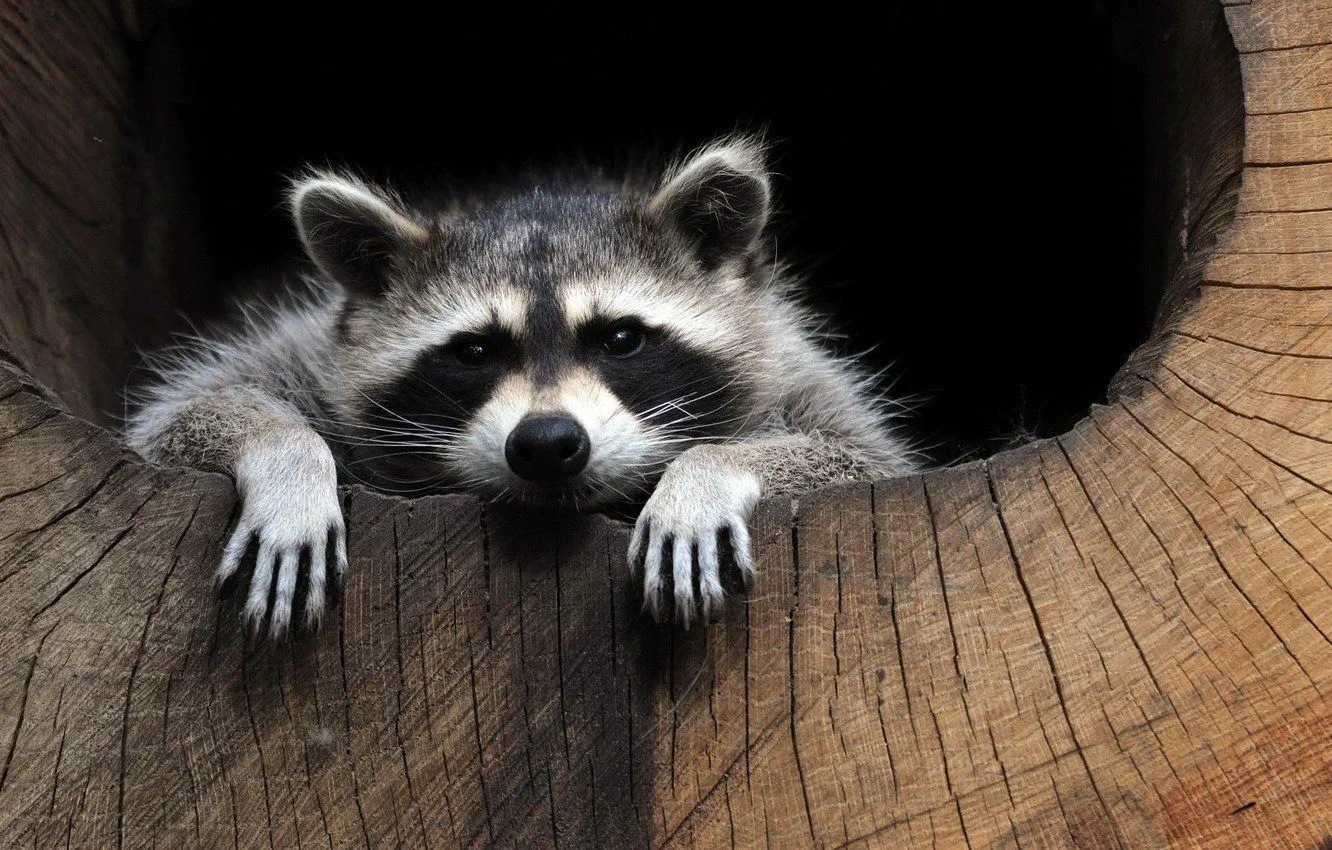 Raccoon HD Desktop Wallpaper 78010
