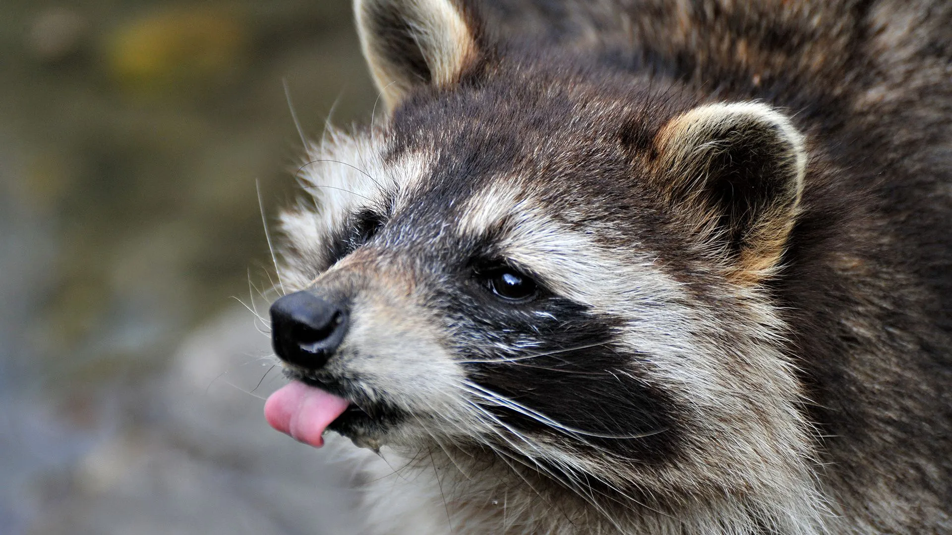 Playful Raccoon Close Up HD Wallpaperx1080