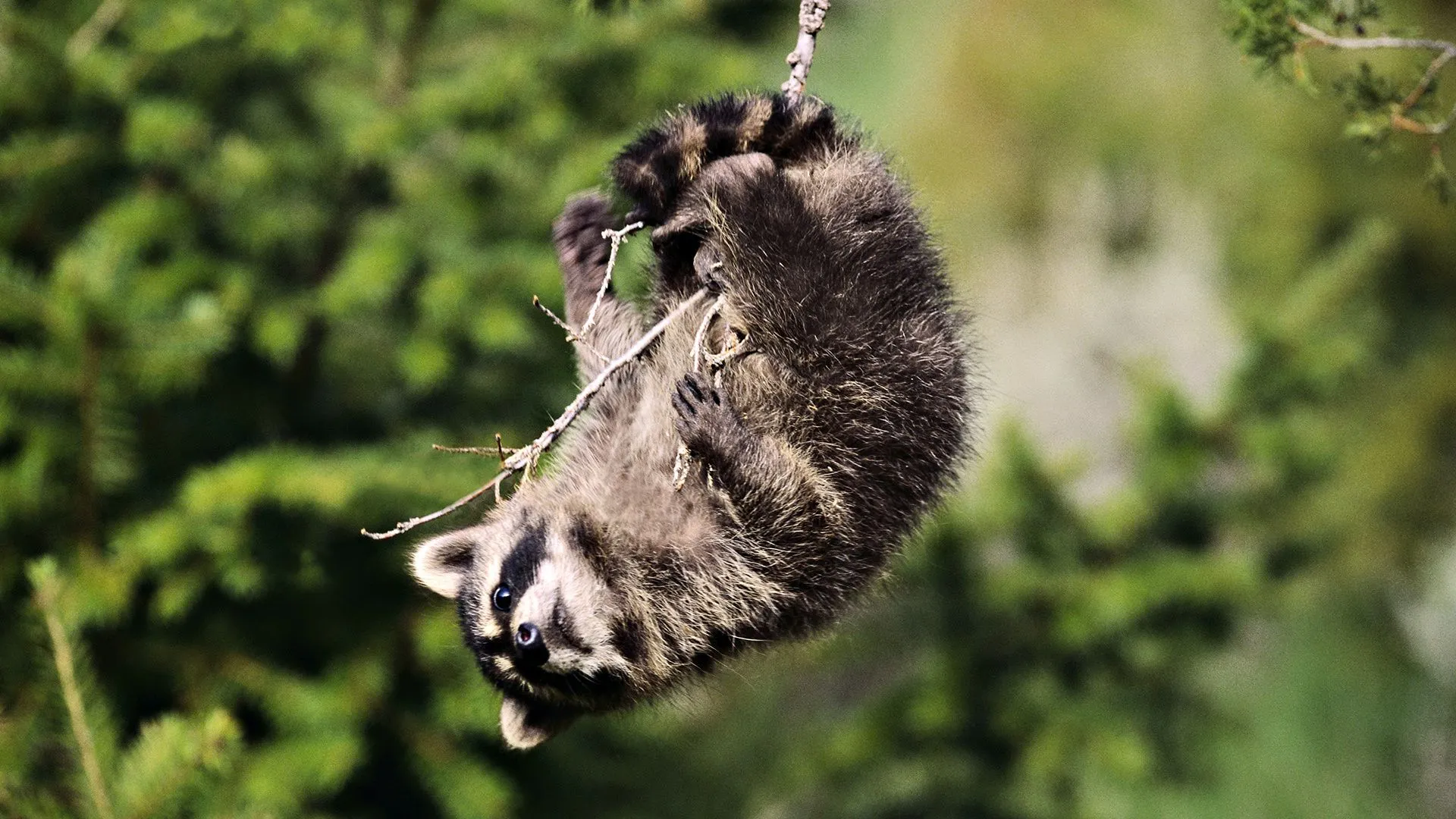 Desktop wallpaper: Animal, Raccoon 4K free download for PC. 593196