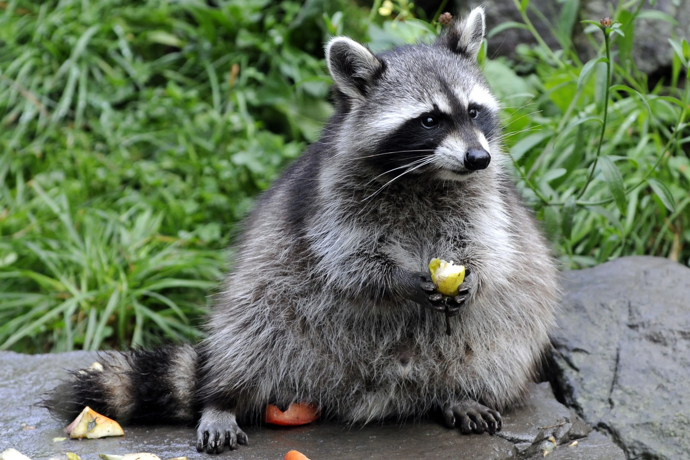 Desktop wallpaper: Raccoon, Animal 4K free download for PC. 672881