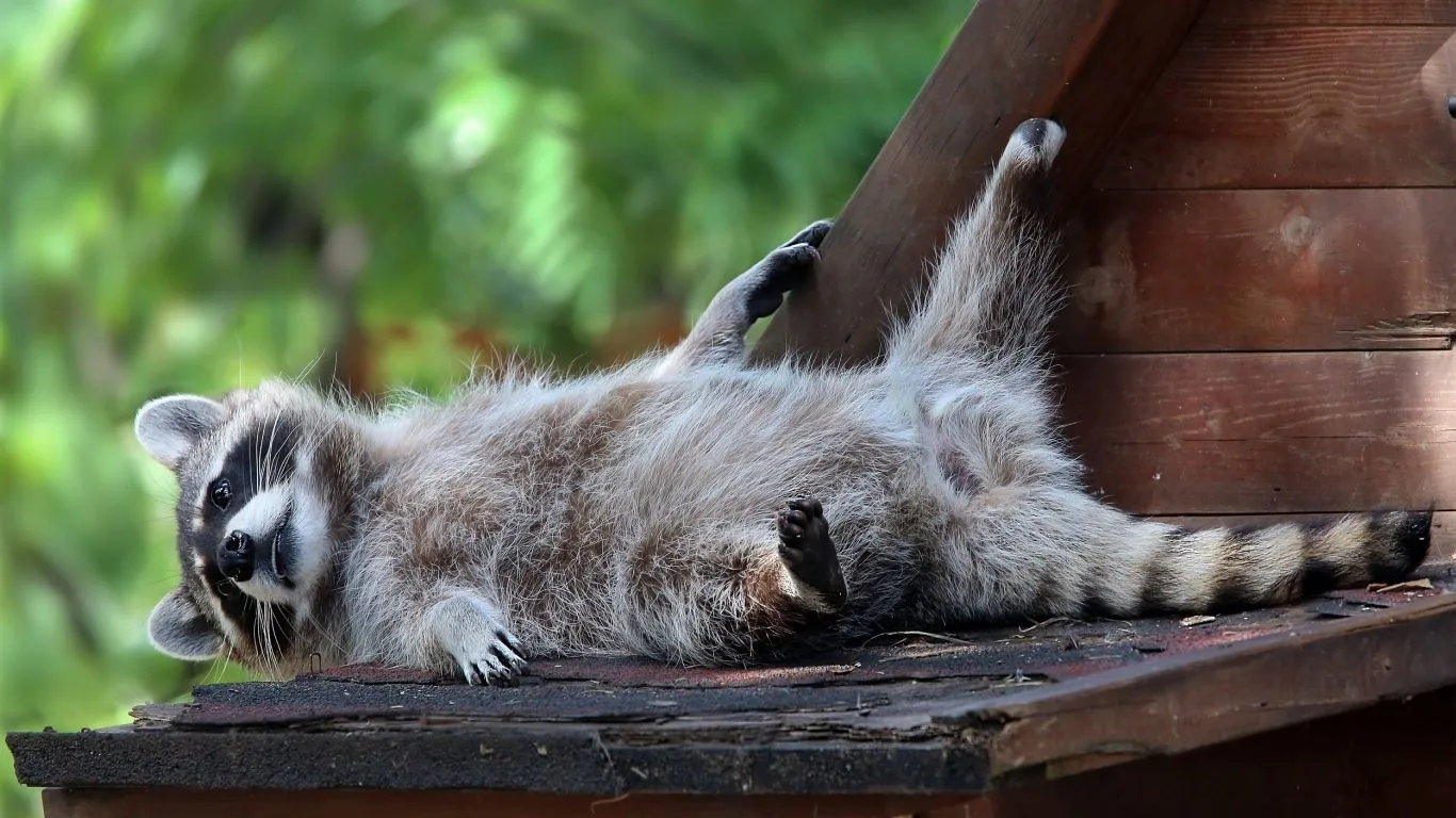 A lazy raccoon lays on a bench Desktop wallpaper 1366x768