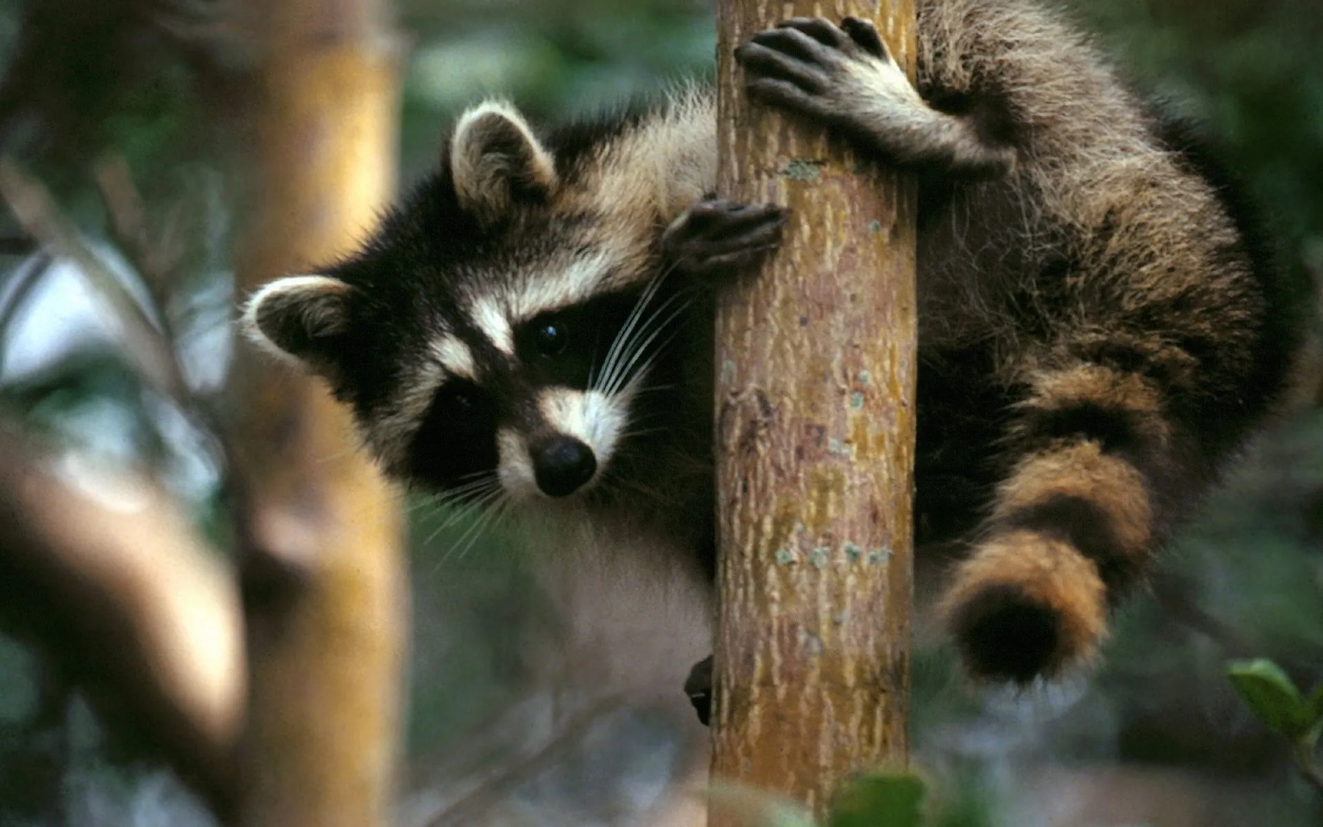 Desktop wallpaper: Animal, Raccoon 4K free download for PC. 603203