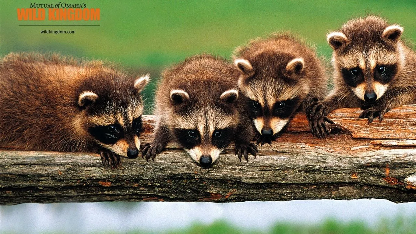 Raccoon wallpaper