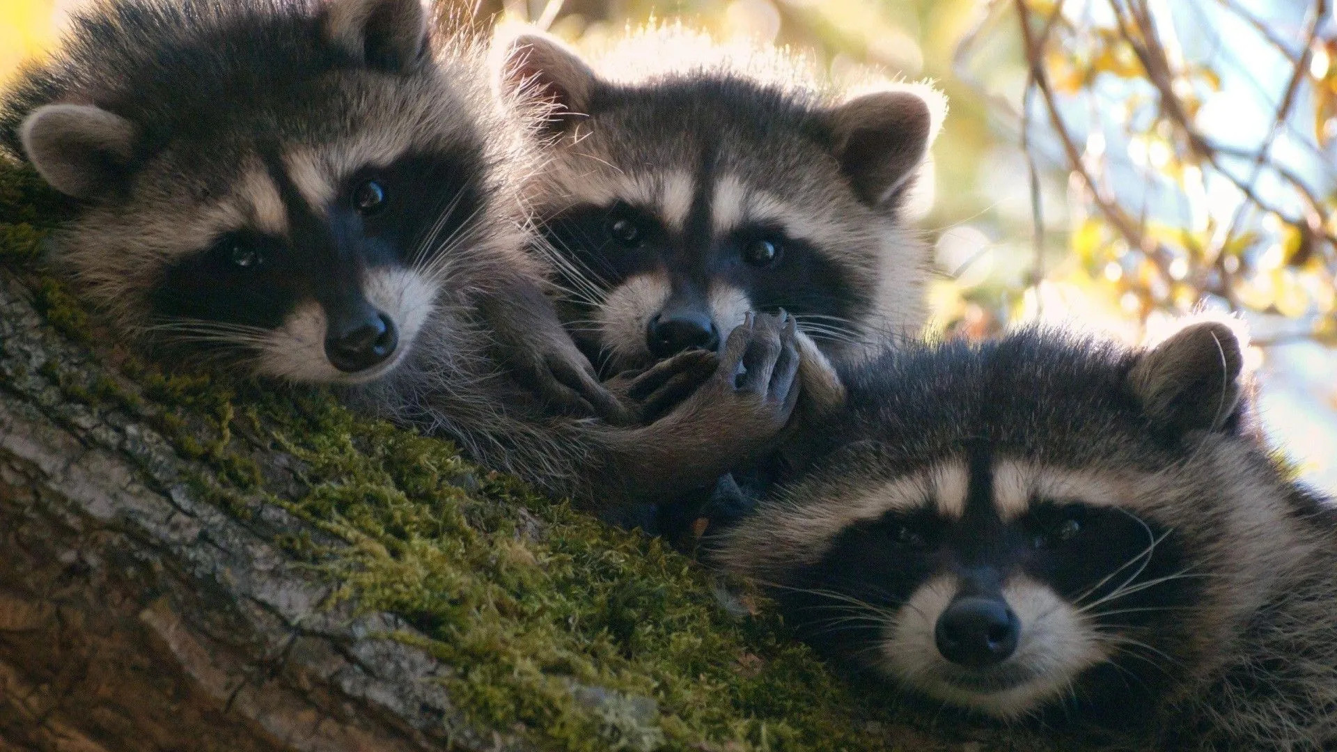 Raccoon Desktop Widescreen Wallpaper 78008