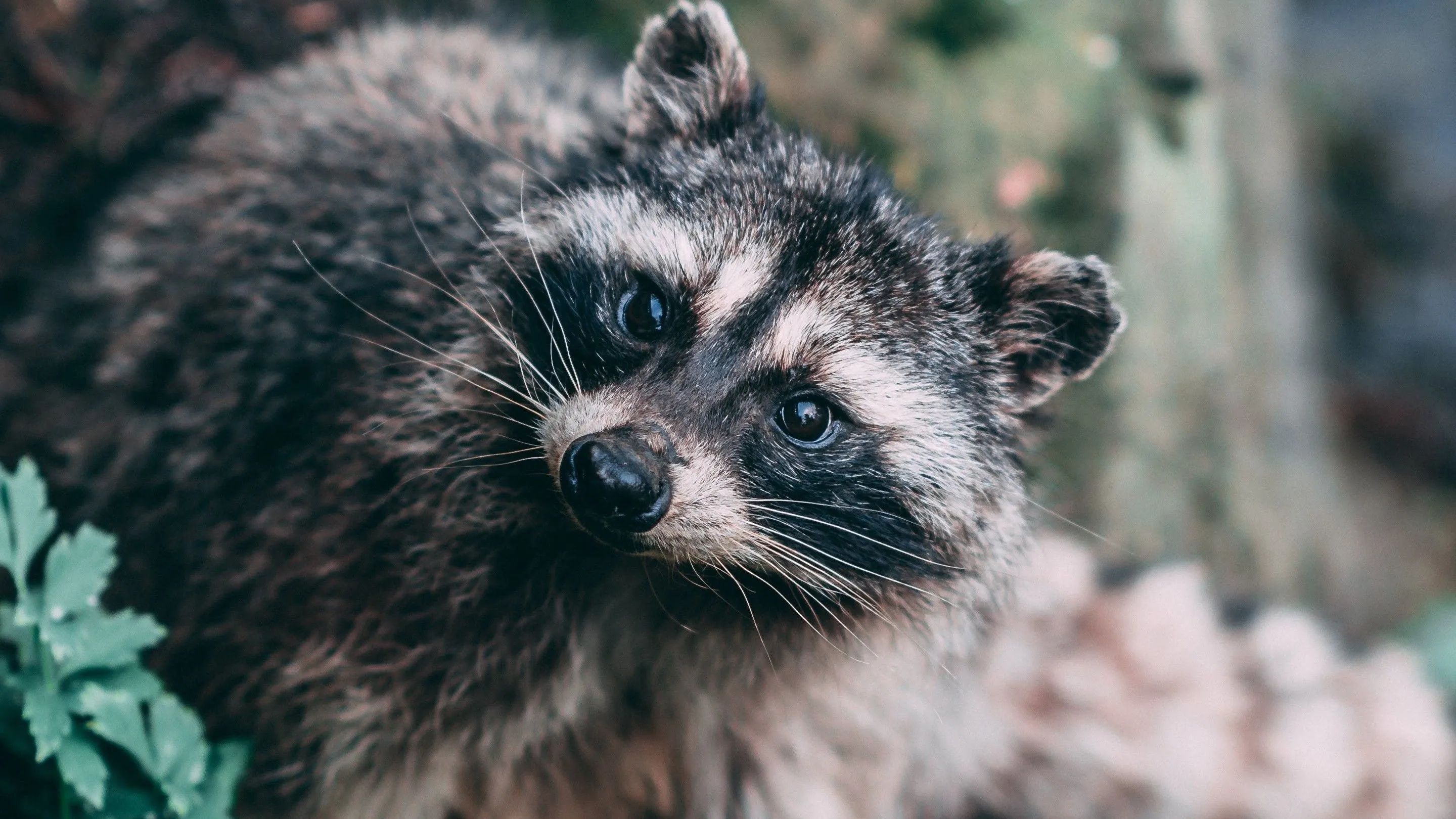 Raccoon Wallpaper
