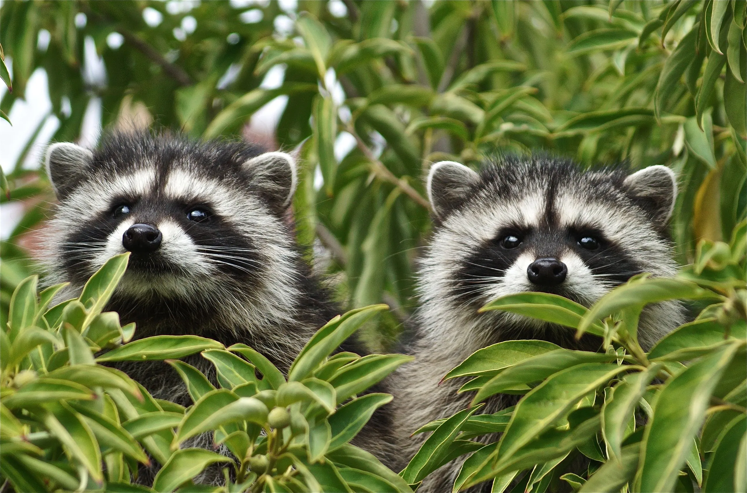 Desktop wallpaper: Animal, Raccoon 4K free download for PC. 868409