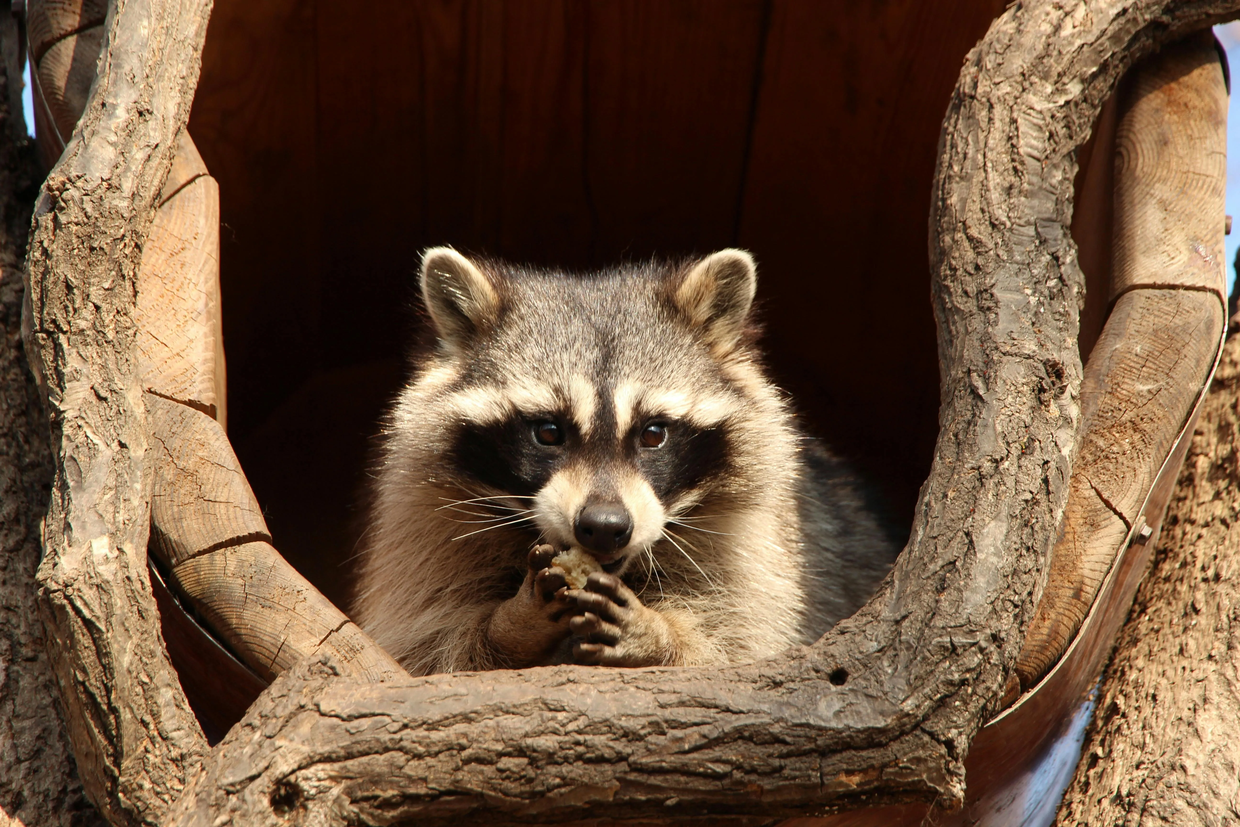 A Raccoon on a Wooden Shelter · Free