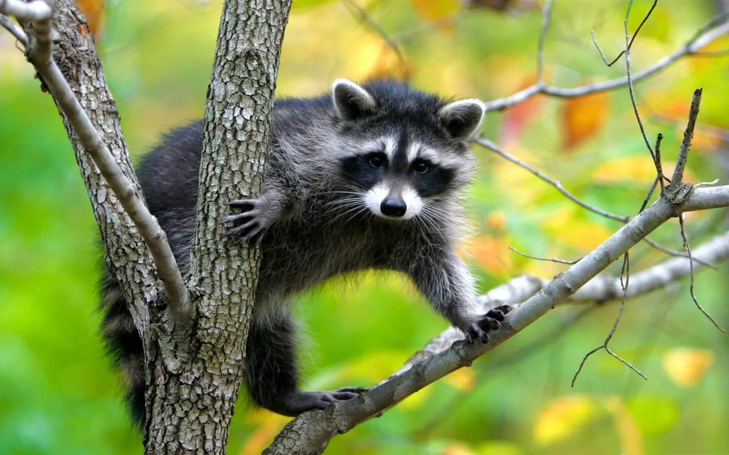 Raccoon In A Tree Animal Photography Wallpaper