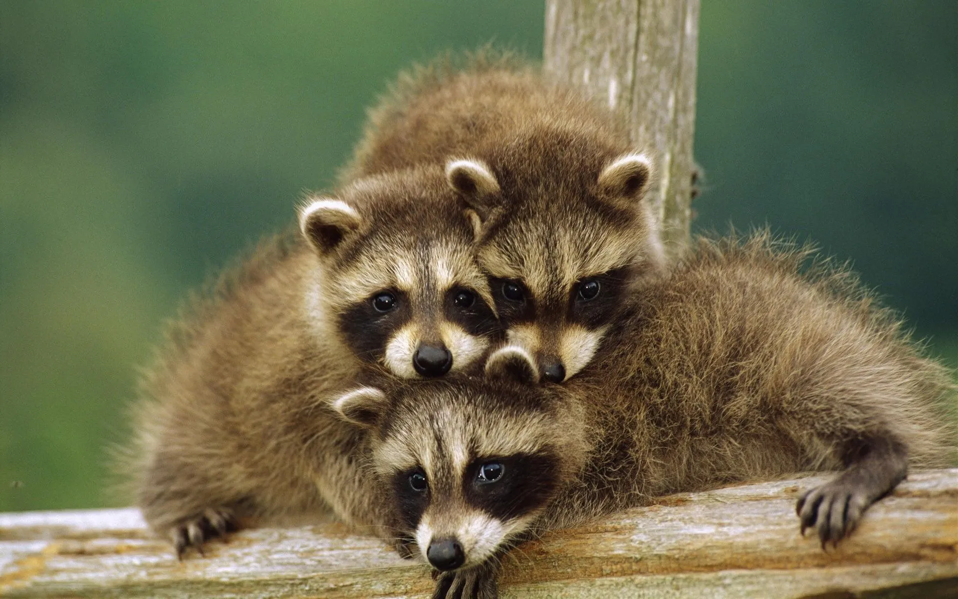 Wallpaper animal, raccoon, beast, cub for mobile and desktop, section животные, resolution 1920x1200