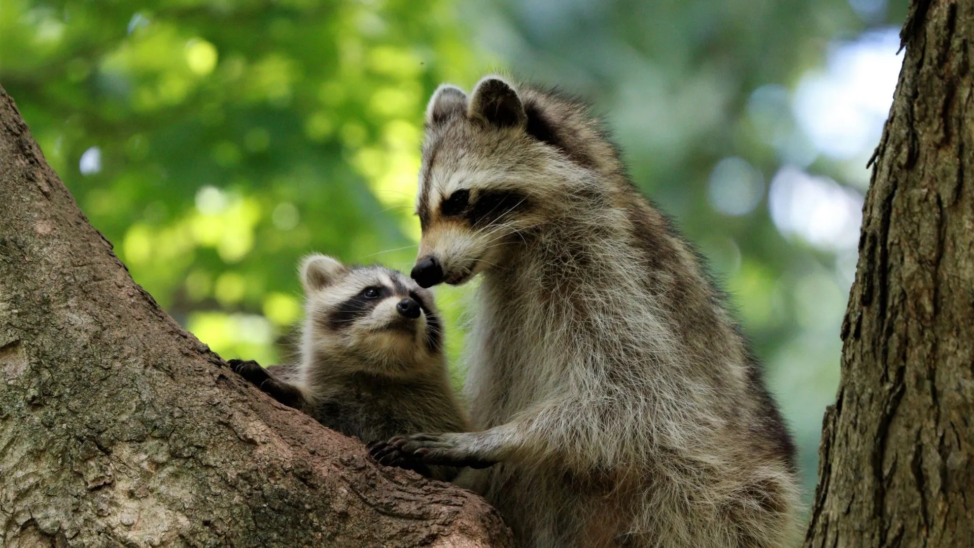 Mom raccoon with a child are sitting on a tree Desktop wallpaper 1920x1080