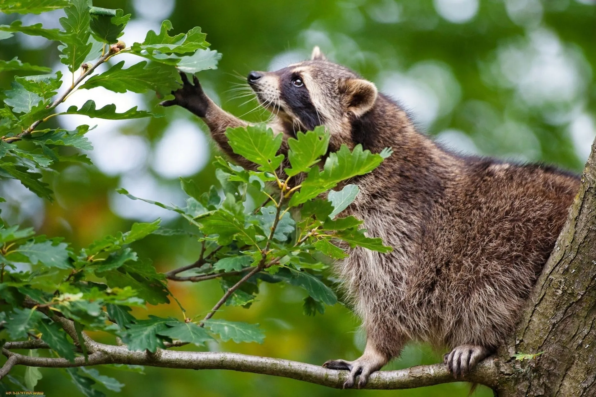 Funny raccoon reaches for an oak leaf for your phone