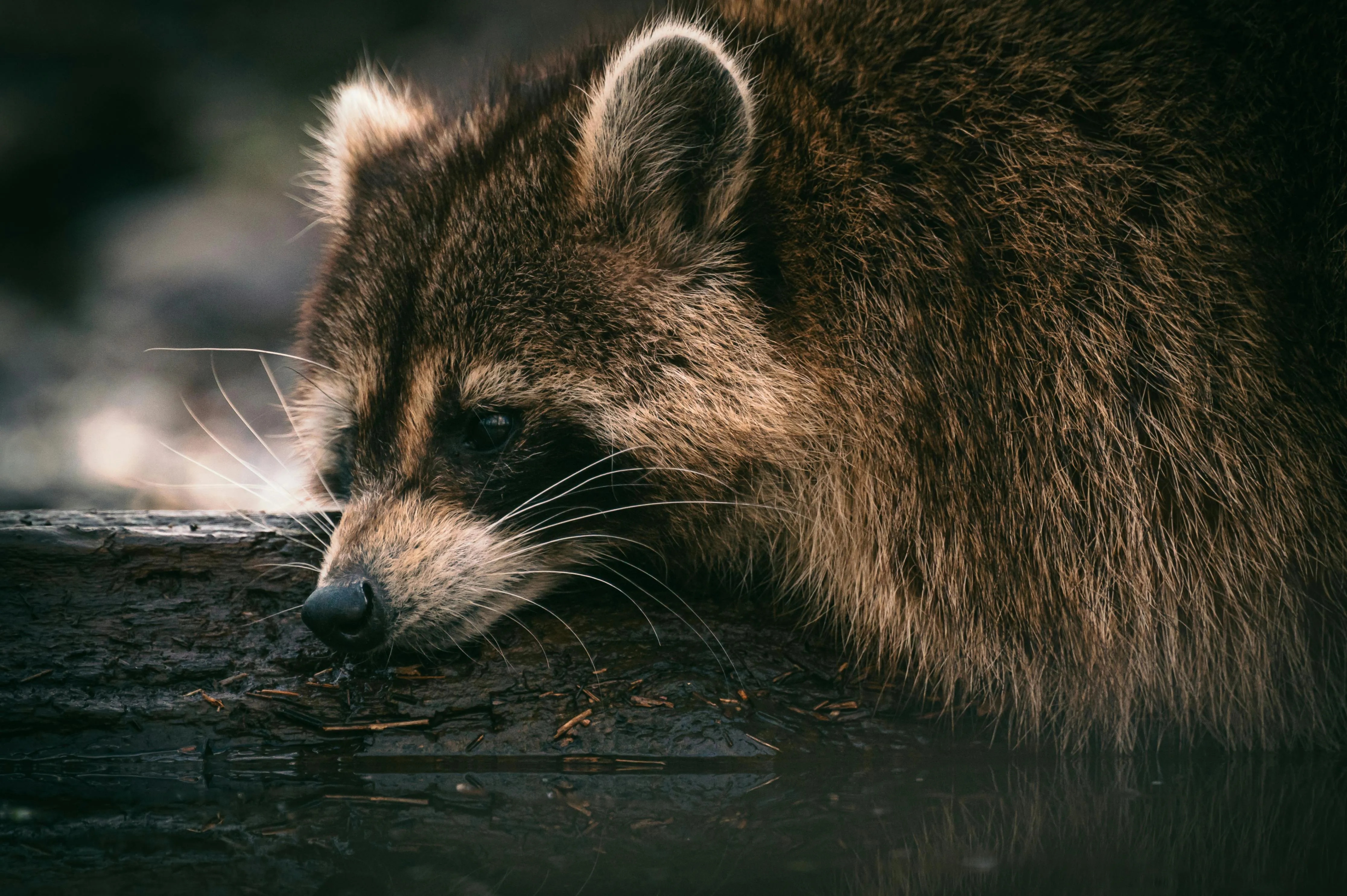 A Raccoon on a Tree Log in Water · Free