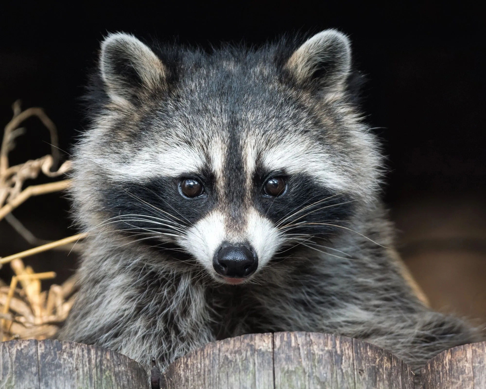 Cute closeup raccoon Desktop wallpaper 1024x1024